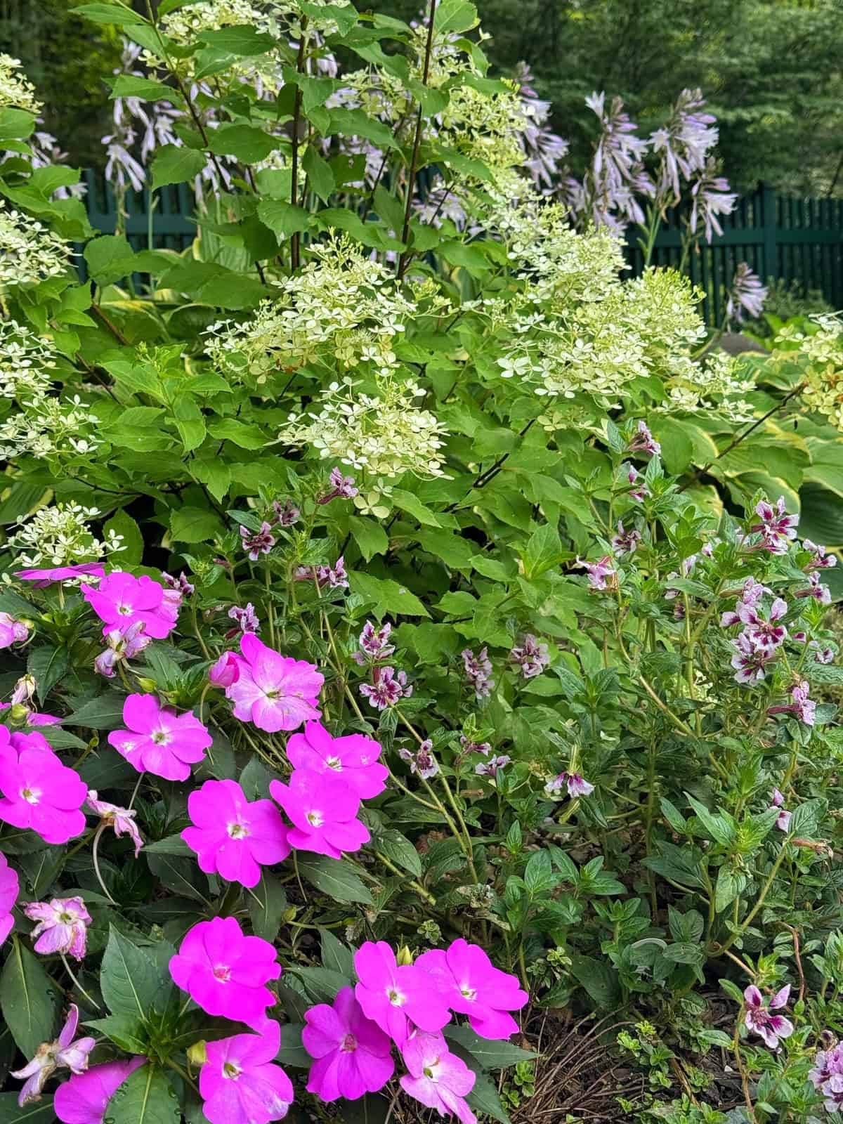 Bright pink flowers and clusters of small white blossoms bloom among green foliage in a garden, with a dark fence and leafy trees visible in the background.