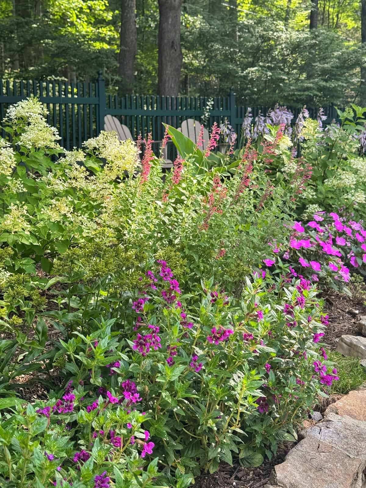 A colorful garden with blooming purple, pink, and white flowers, lush green foliage, and a stone border. A dark green fence and tall trees are in the background, with sunlight filtering through the leaves.