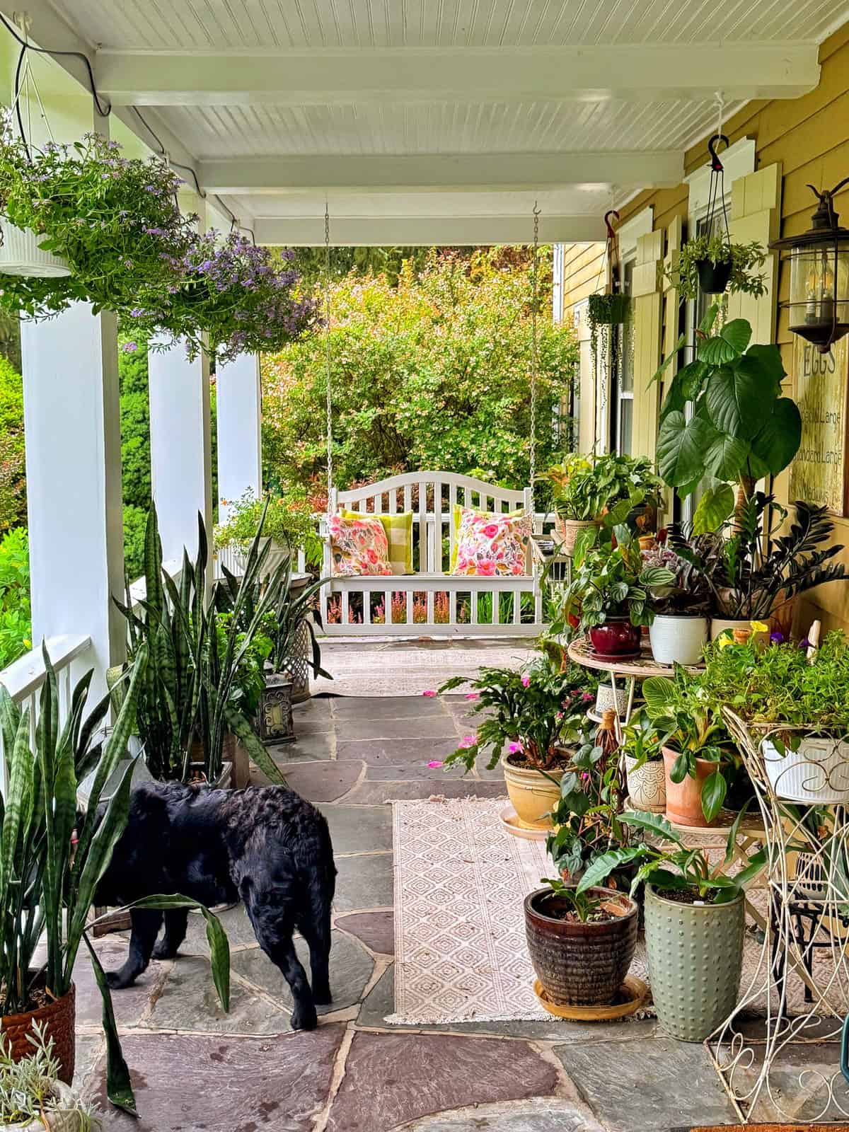 A cozy porch with potted plants, a black cat walking on stone tiles, and a white bench with colorful pillows in the background. Hanging plants and greenery create a vibrant, inviting atmosphere.