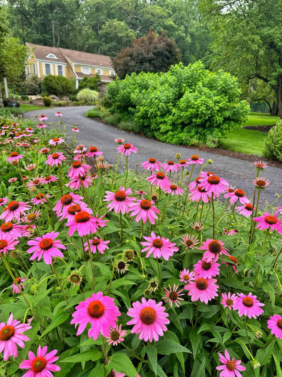 A vibrant patch of pink coneflowers blooms beside a winding driveway, with a yellow house and lush green trees and bushes in the background. It is a bright and colorful summer garden scene.