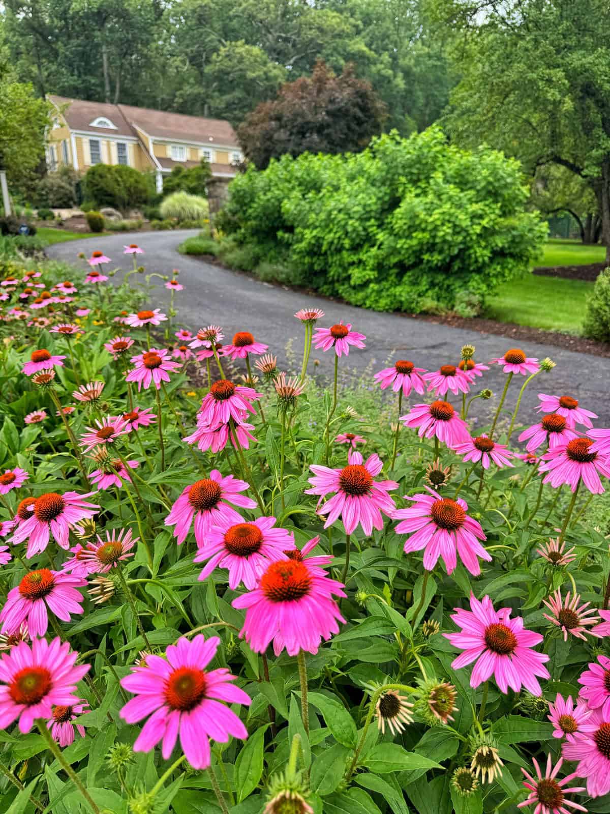A garden filled with blooming purple coneflowers beside a paved driveway, with a yellow house and lush green trees in the background.