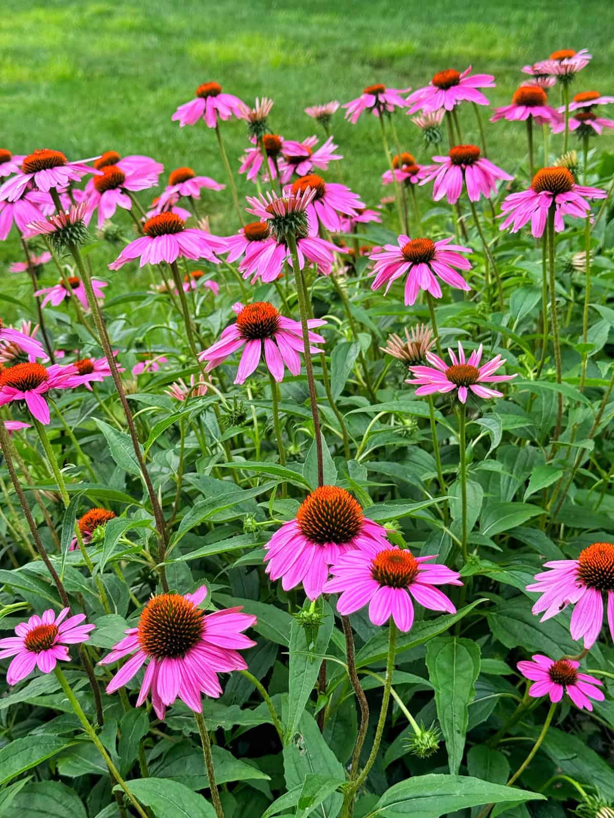 A cluster of vibrant purple coneflowers with orange centers blooming in a garden, surrounded by lush green leaves and a grassy background.