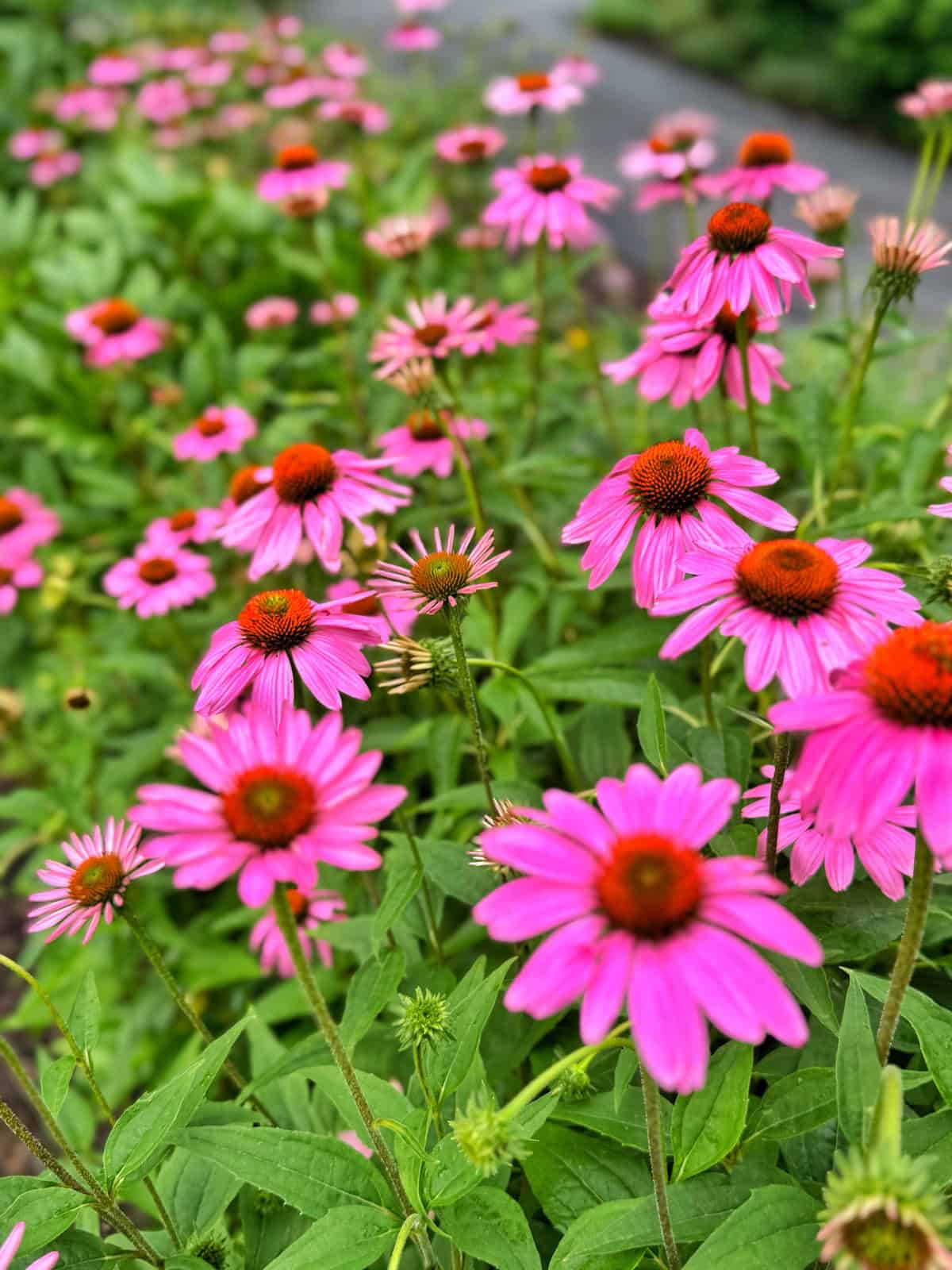 A cluster of vibrant pink coneflowers with orange centers blooms in a lush green garden, with a path and more flowers blurred in the background.