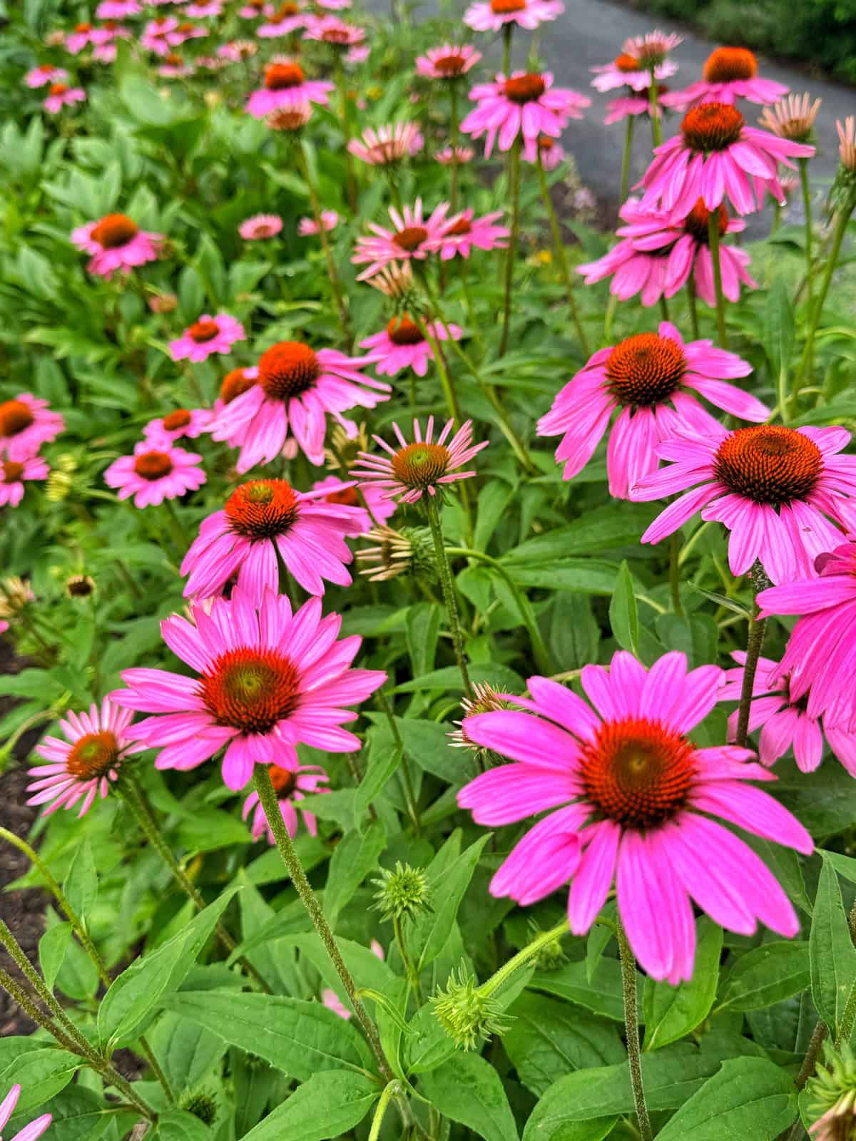 A vibrant cluster of blooming purple coneflowers with orange centers surrounded by green leaves in a garden setting. The flowers stretch into the distance, creating a colorful and lush scene.
