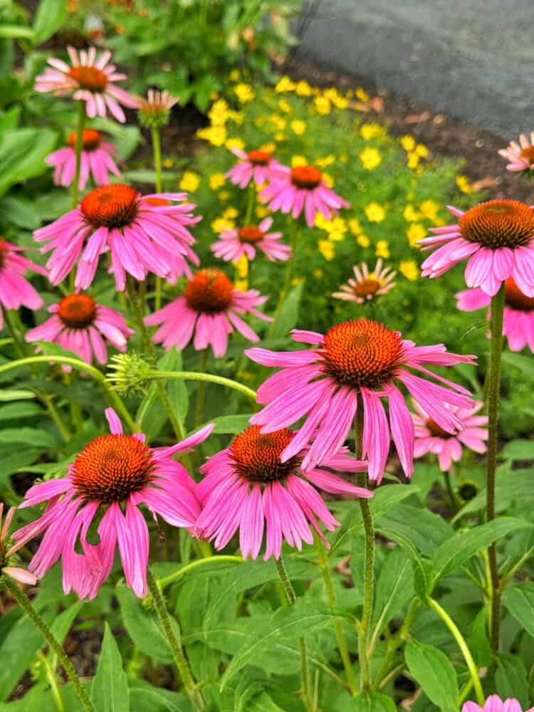 Bright pink coneflowers with orange-brown centers bloom in a garden, surrounded by green leaves and small yellow flowers in the background.