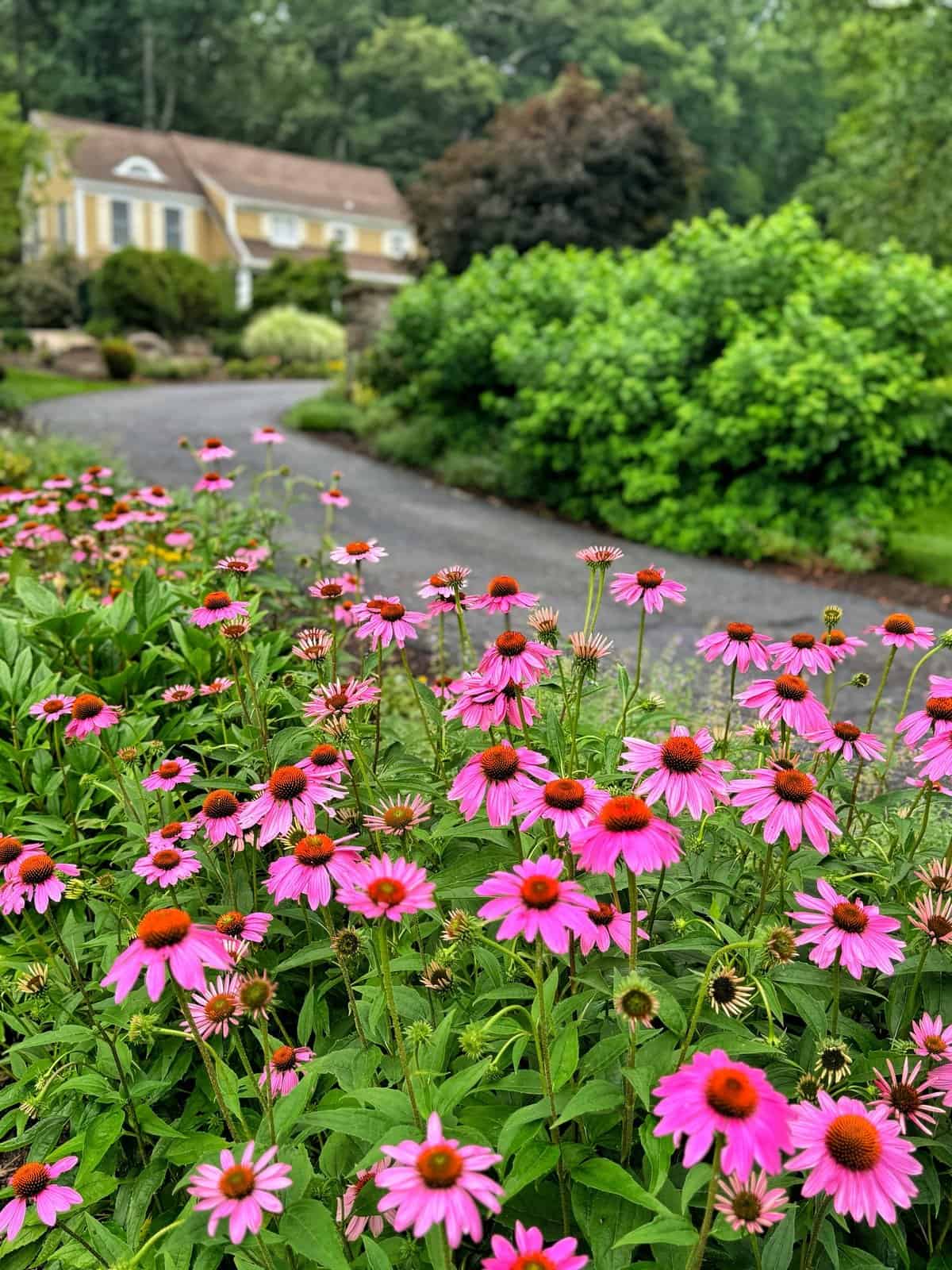 Pink coneflowers bloom beside a winding driveway with lush greenery and shrubs, leading to a tan house with white trim in the background on a cloudy day.