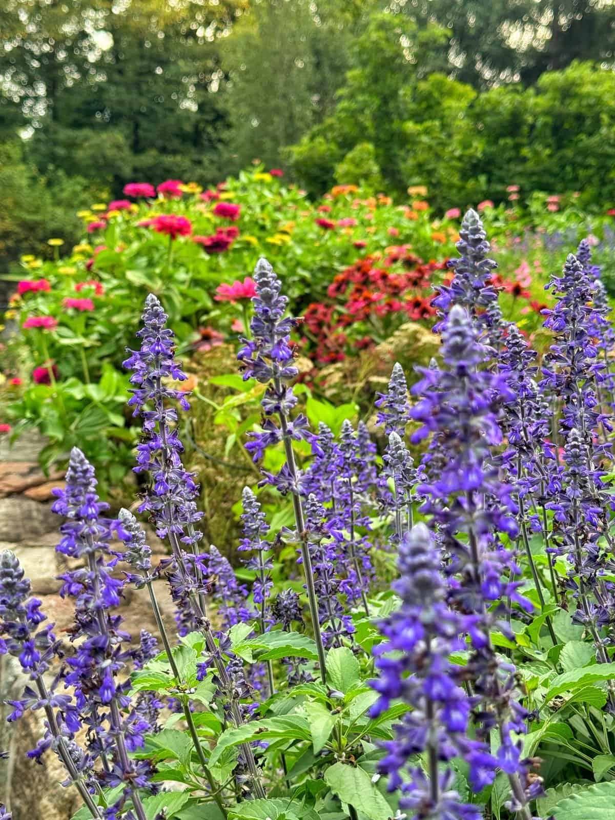 Purple salvia flowers in focus in the foreground, with blurred red and pink flowers and green foliage in the background, creating a colorful garden scene.