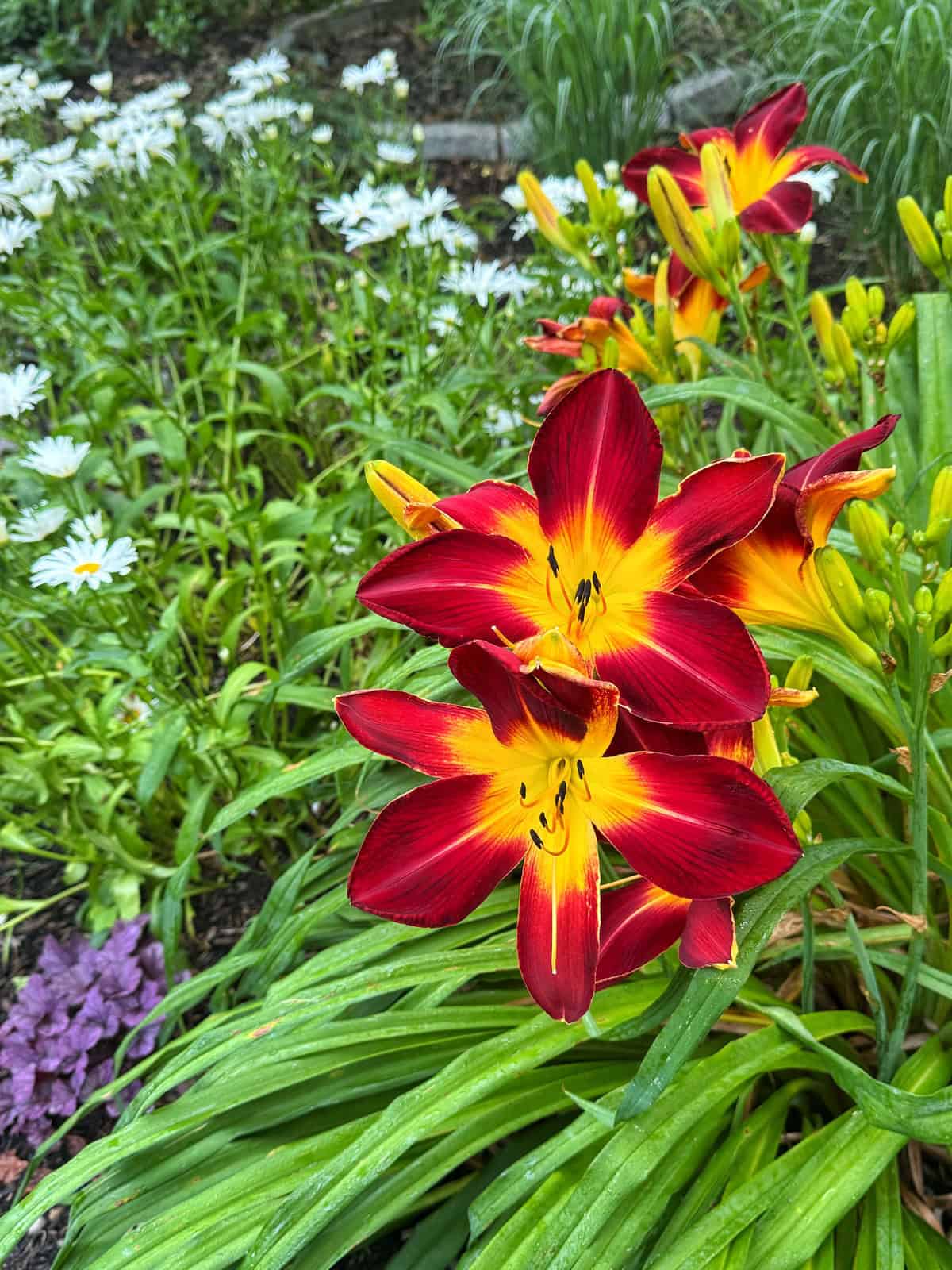 Bright red and yellow daylilies in bloom surrounded by green leaves, with white daisies and other foliage in the background in a garden setting.