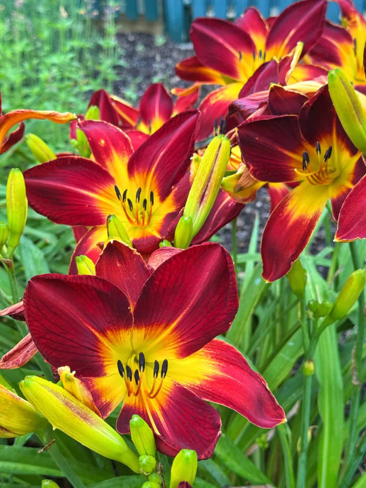 Bright red and yellow daylilies in bloom surrounded by green buds and leaves, with a garden and blue fence in the blurred background.
