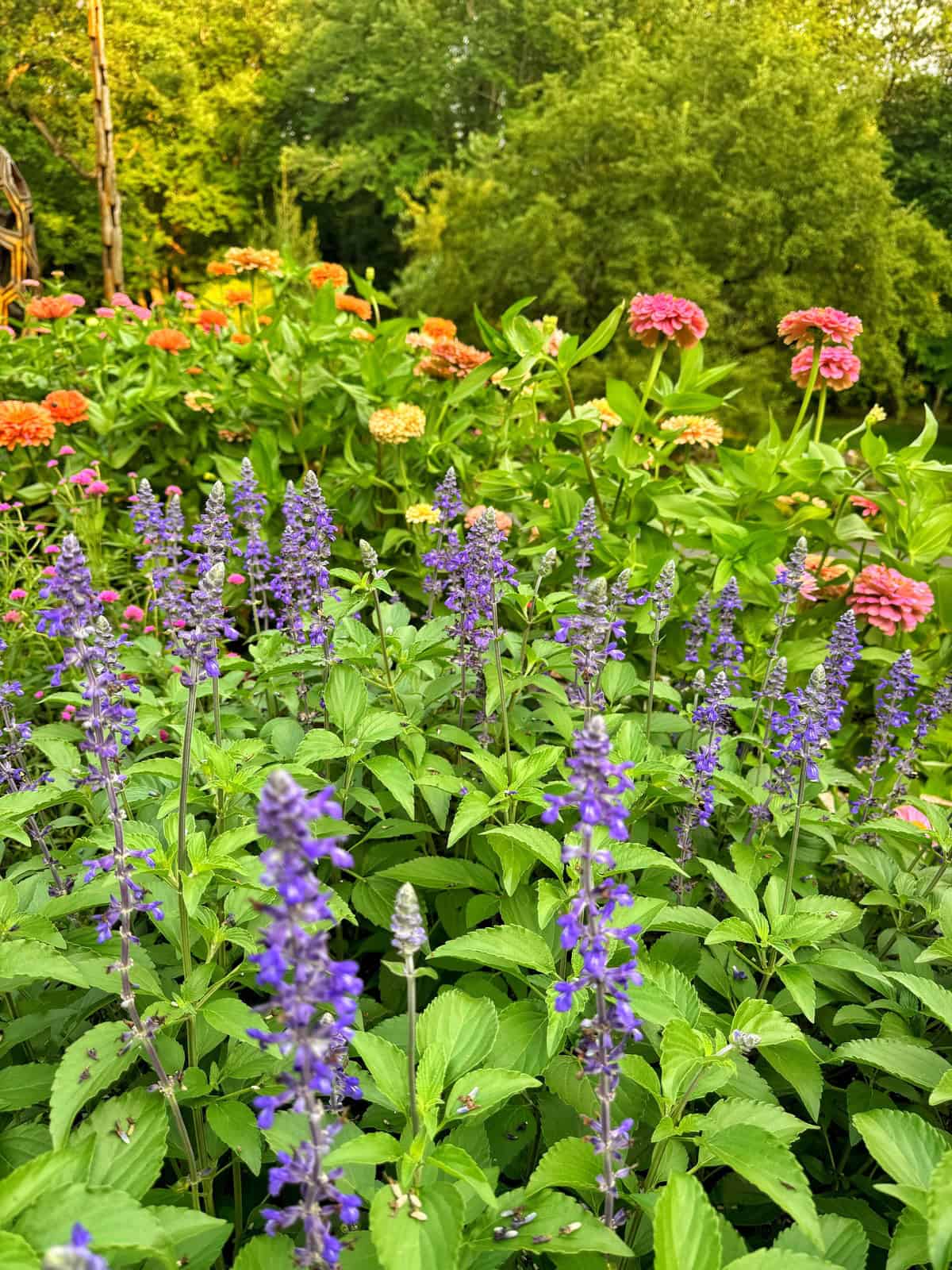 A vibrant garden with purple salvia flowers in the foreground and clusters of pink and orange zinnias in the background, set against lush green trees.