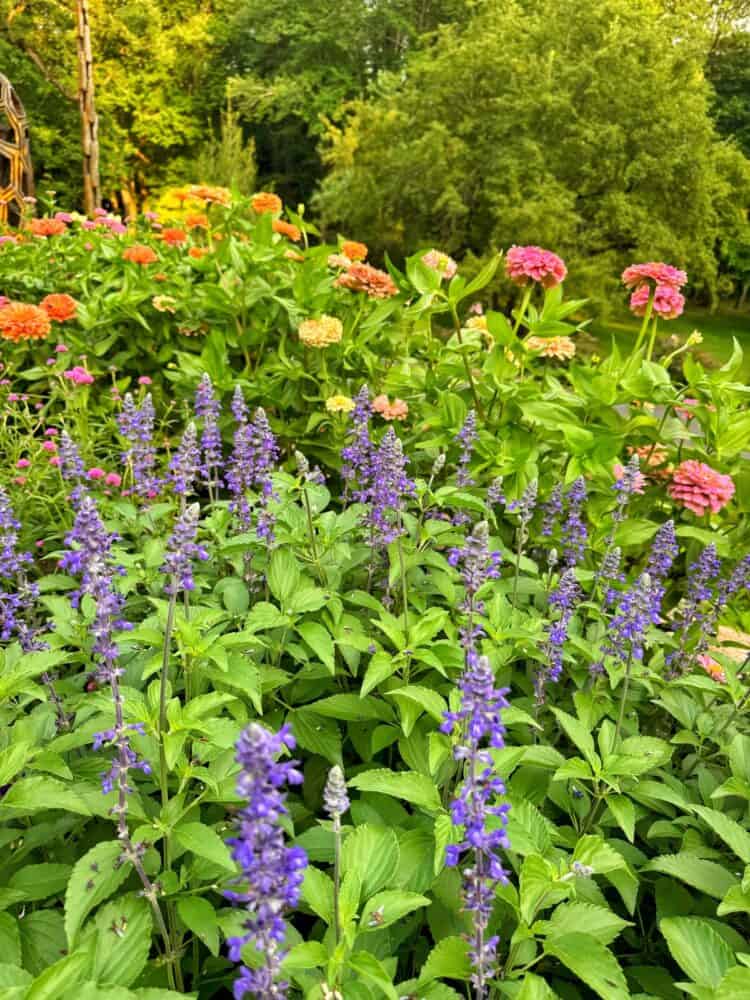 Purple salvia growing in front of orange and pink zinnias in my zone 6b cottage garden, showing compatible companion plants thriving together in full sun.