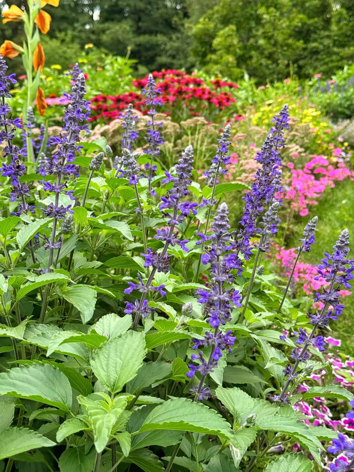 Purple salvia flowers bloom in the foreground, surrounded by green leaves. In the background, colorful flowers in shades of red, pink, and orange fill a lush, vibrant garden scene.