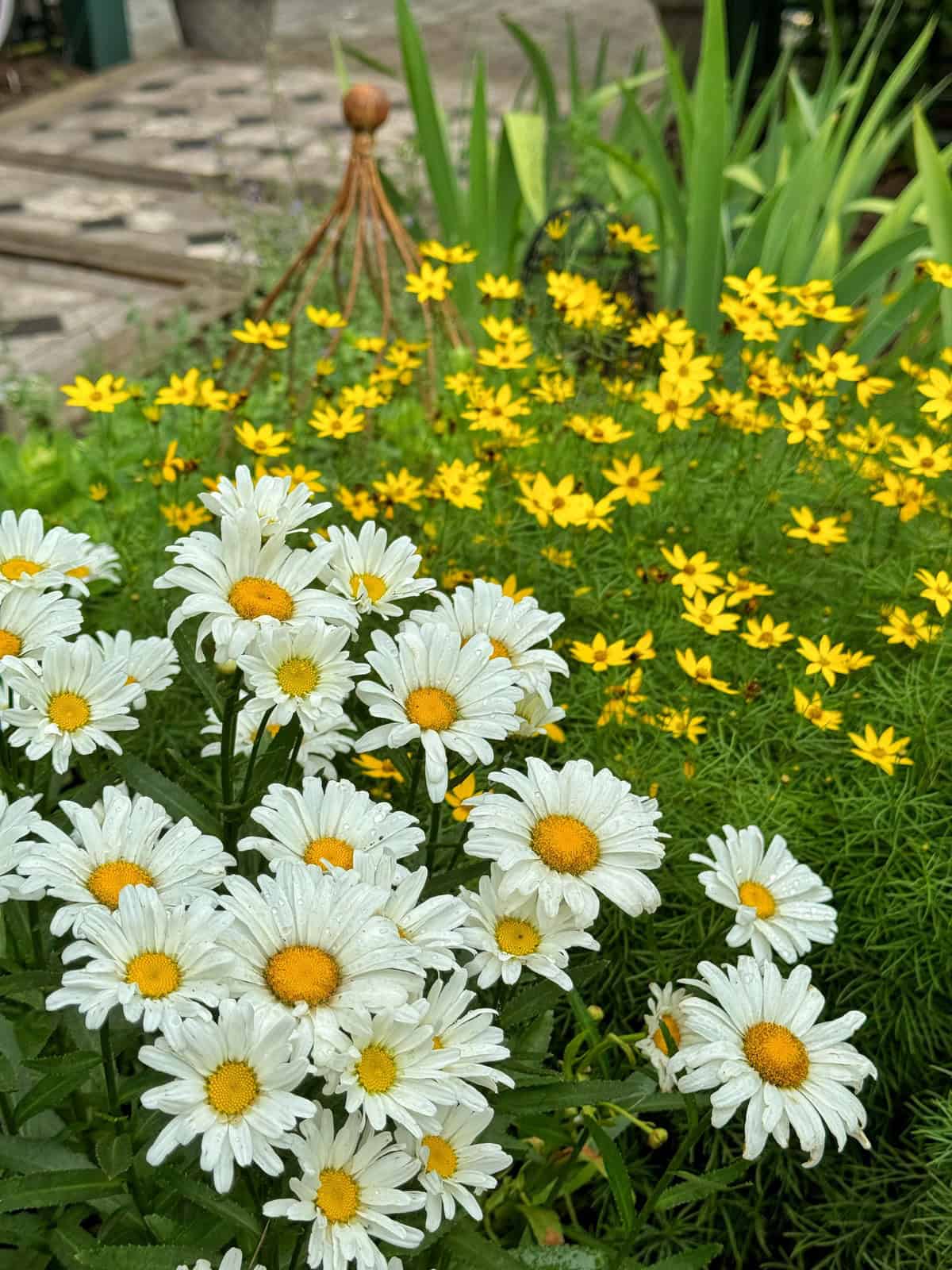A cluster of white daisies with yellow centers is in the foreground, with a backdrop of small yellow flowers and green foliage in a garden setting. A garden ornament and stone path are visible in the background.
