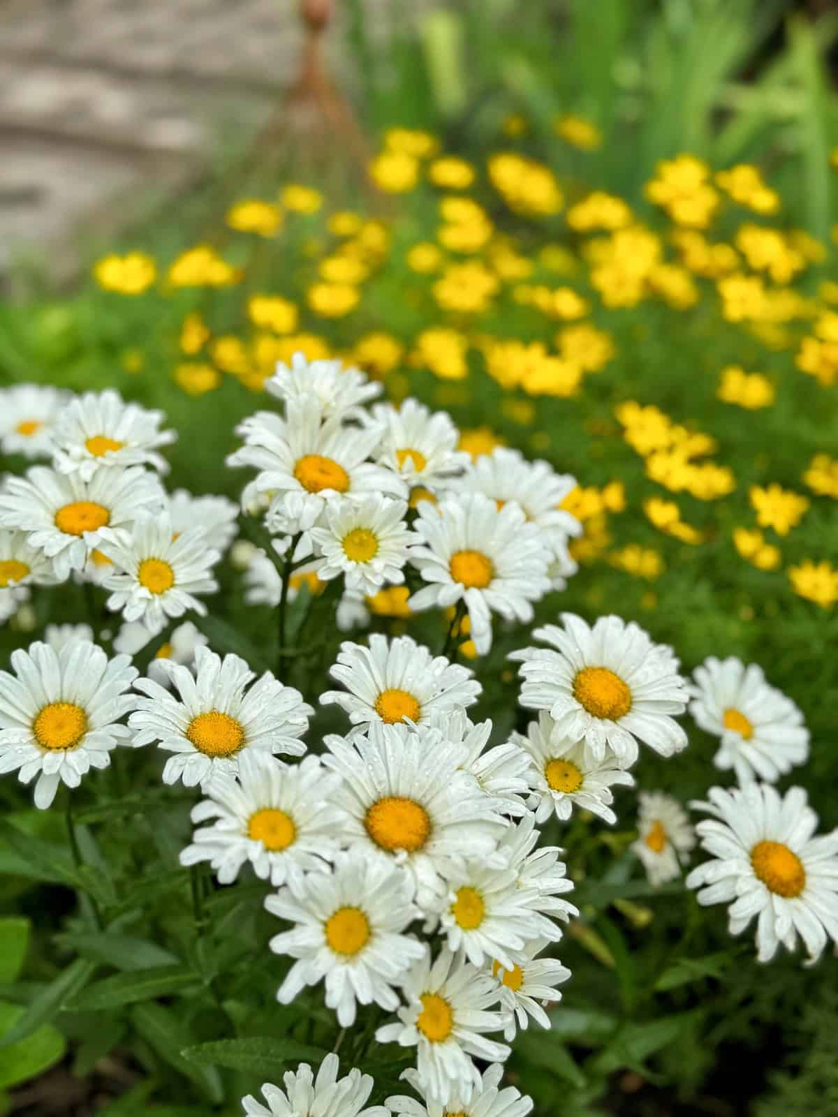 A cluster of white daisies with yellow centers in the foreground, set against a backdrop of small yellow flowers and green foliage in a garden.