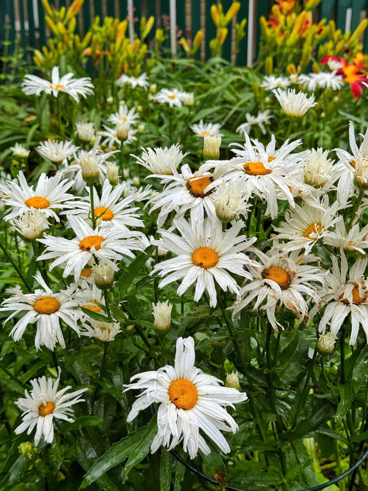 A cluster of white daisies with yellow centers blooms in a lush green garden, with some yellow and red flowers visible in the blurred background. The petals appear fresh, possibly after rain.