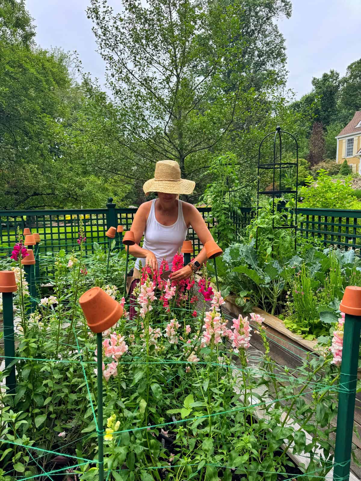 A person wearing a straw hat and white tank top tends to colorful flowers in a lush garden, surrounded by green foliage, raised beds, and a green fence on a cloudy day.