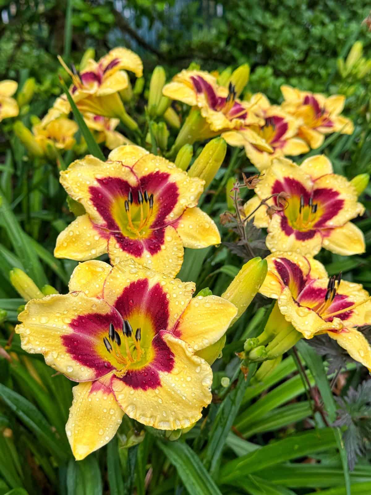 Bright yellow daylilies with red centers are covered in water droplets and surrounded by green leaves in a lush garden setting.