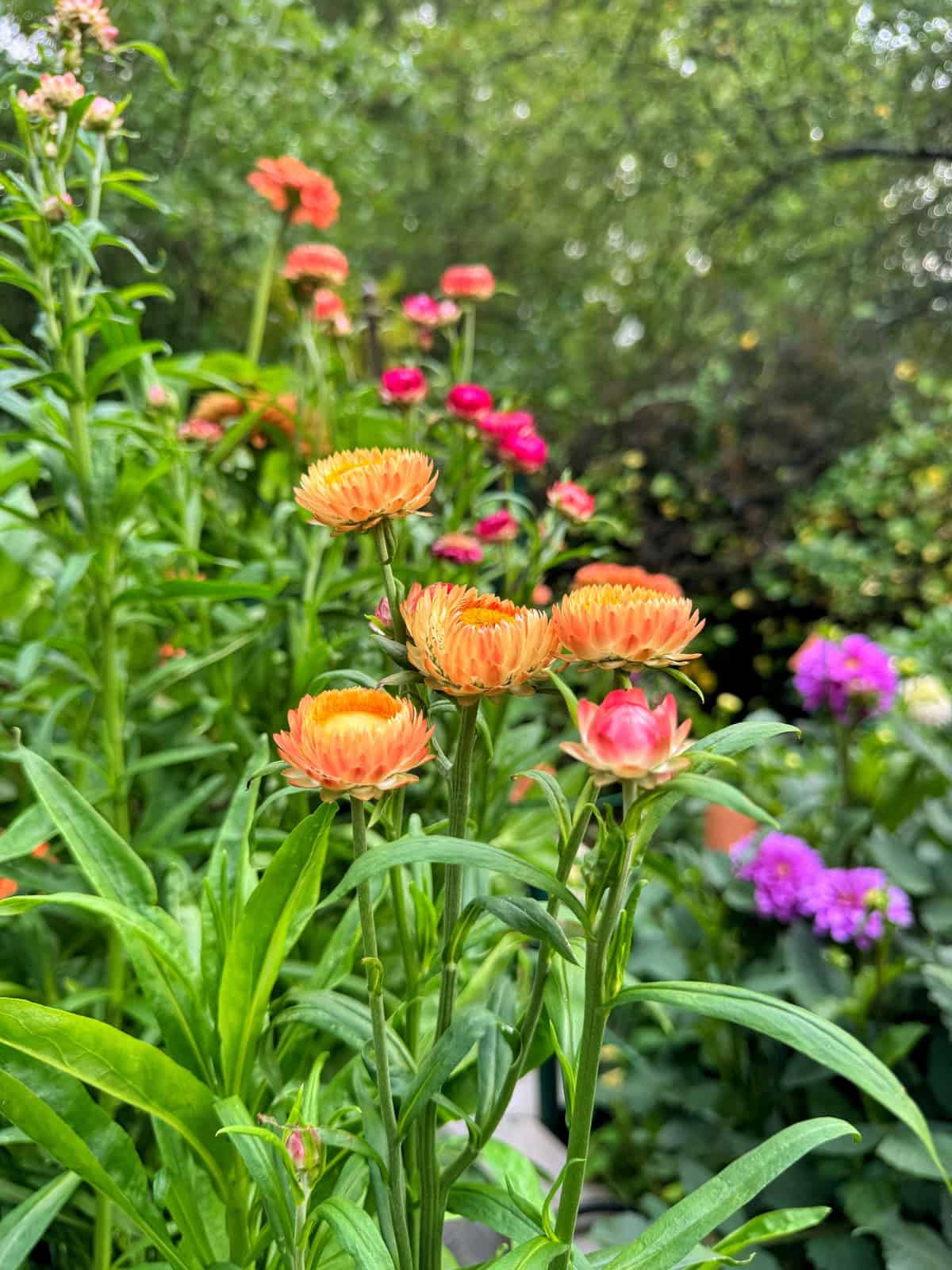 Close-up of orange and pink strawflowers surrounded by lush green leaves, with more pink and purple flowers and blurred greenery in the background.