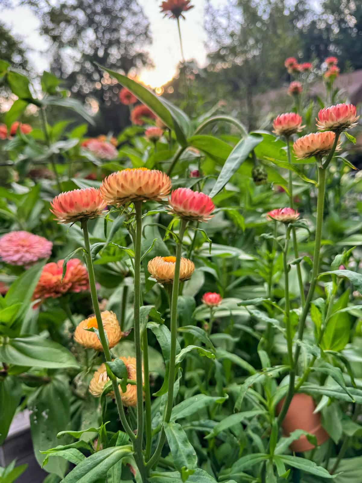 Close-up of several orange and yellow strawflowers with green leaves, set in a lush garden. The background shows more flowers, foliage, and soft sunlight filtering through trees.