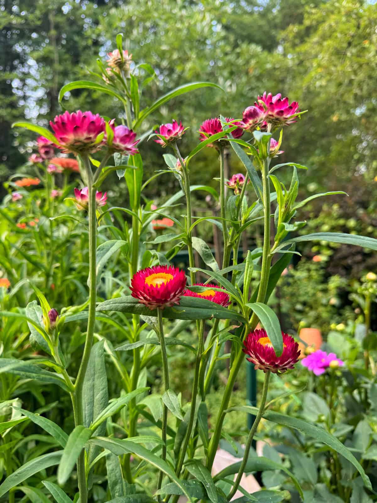 Tall green stems with vibrant red and pink strawflowers bloom in a lush garden. The background is filled with greenery and blurred flowers, creating a colorful, natural outdoor scene.