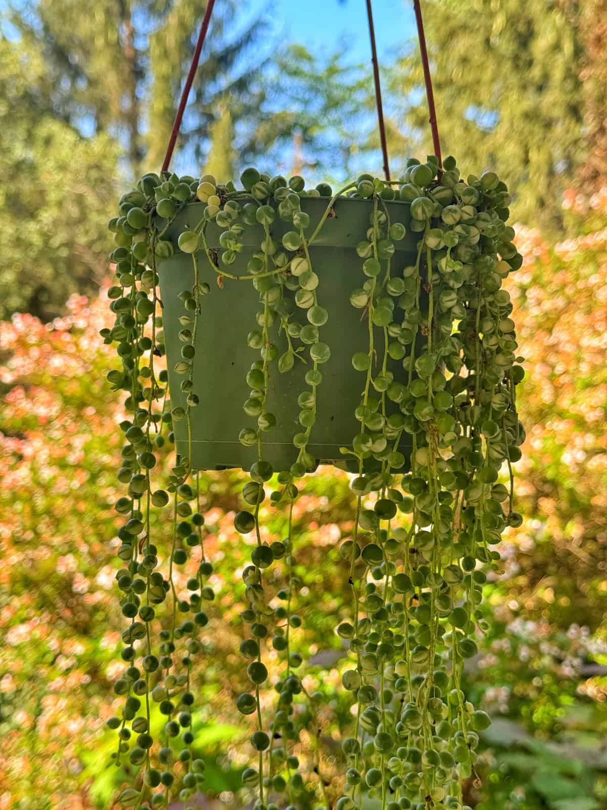 A hanging green planter holds a trailing string-of-pearls plant, with small round leaves cascading down. The background features trees and bright, sunlit foliage.