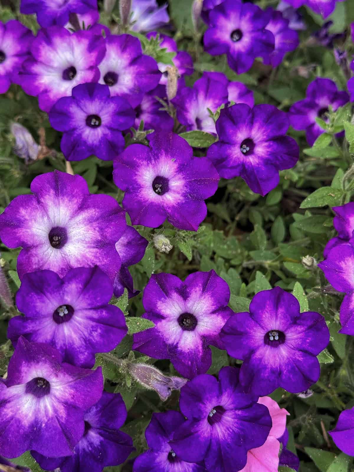 Clusters of vibrant purple petunias with white centers bloom among green leaves, creating a colorful and lively garden scene.