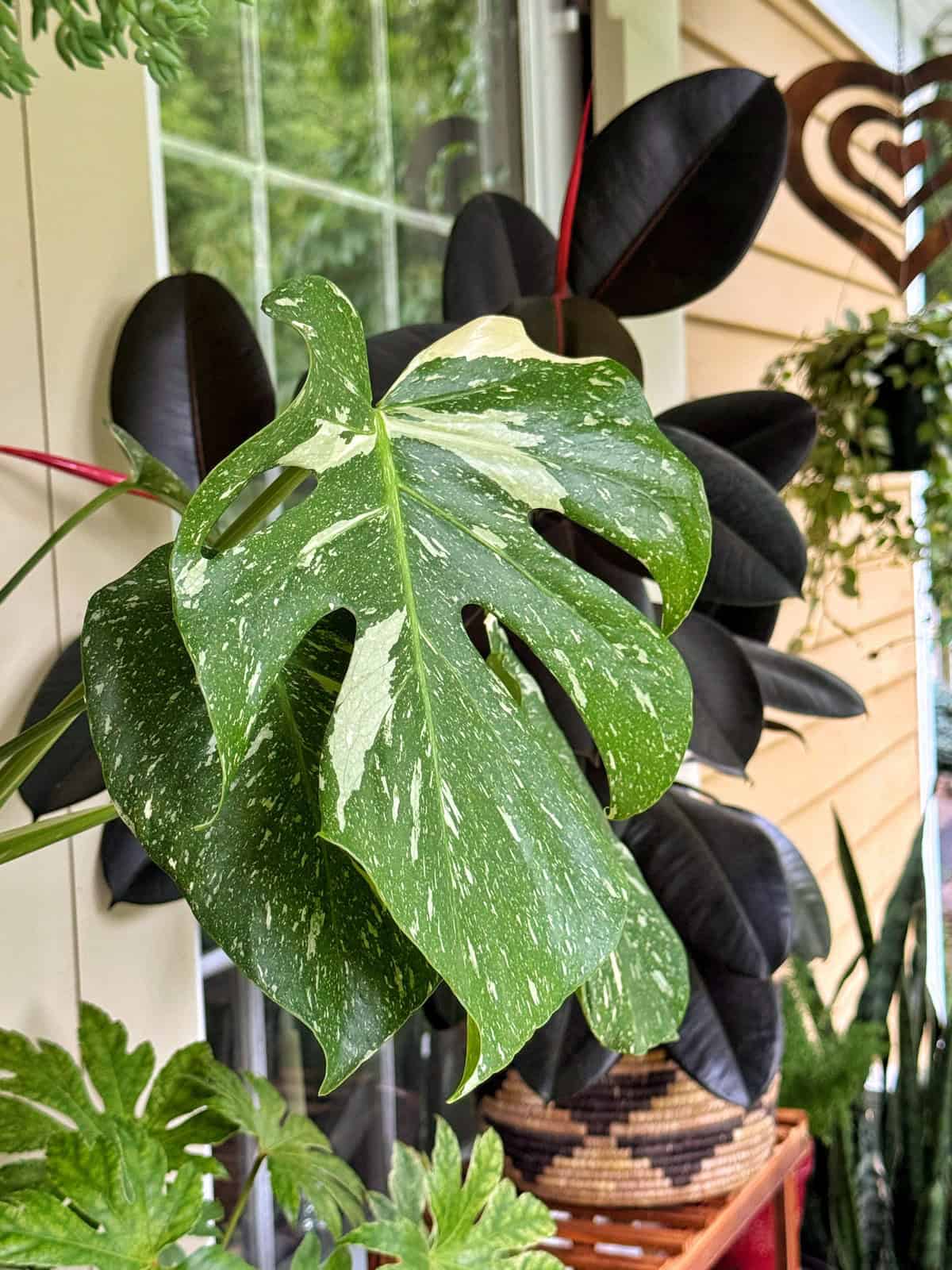 A large variegated monstera leaf with green and white patterns sits in front of a rubber plant with dark leaves, indoors near a window and other houseplants.