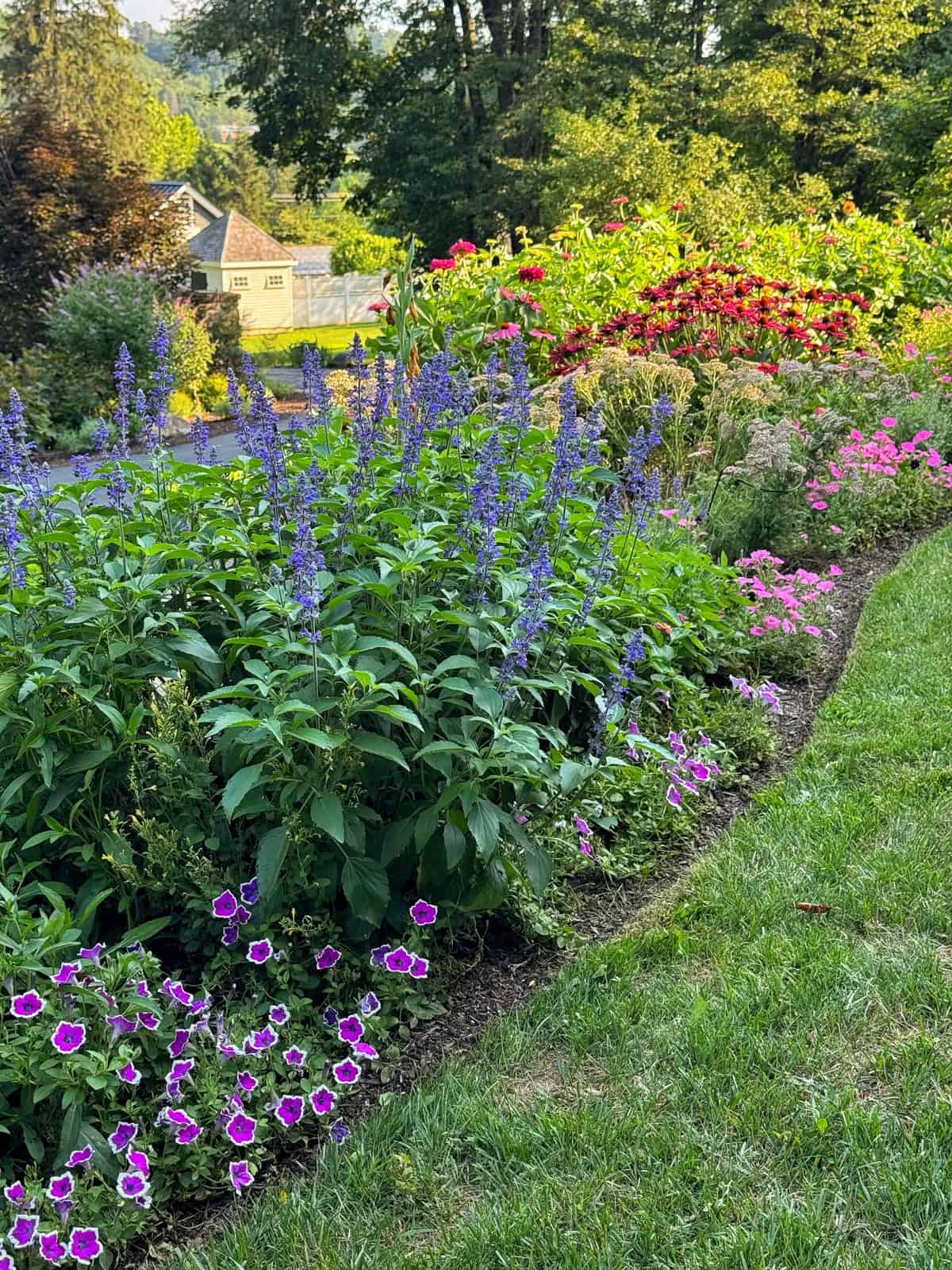 A lush garden bed with blooming purple, pink, and red flowers lines the edge of a green lawn, with trees and a house visible in the background on a sunny day.