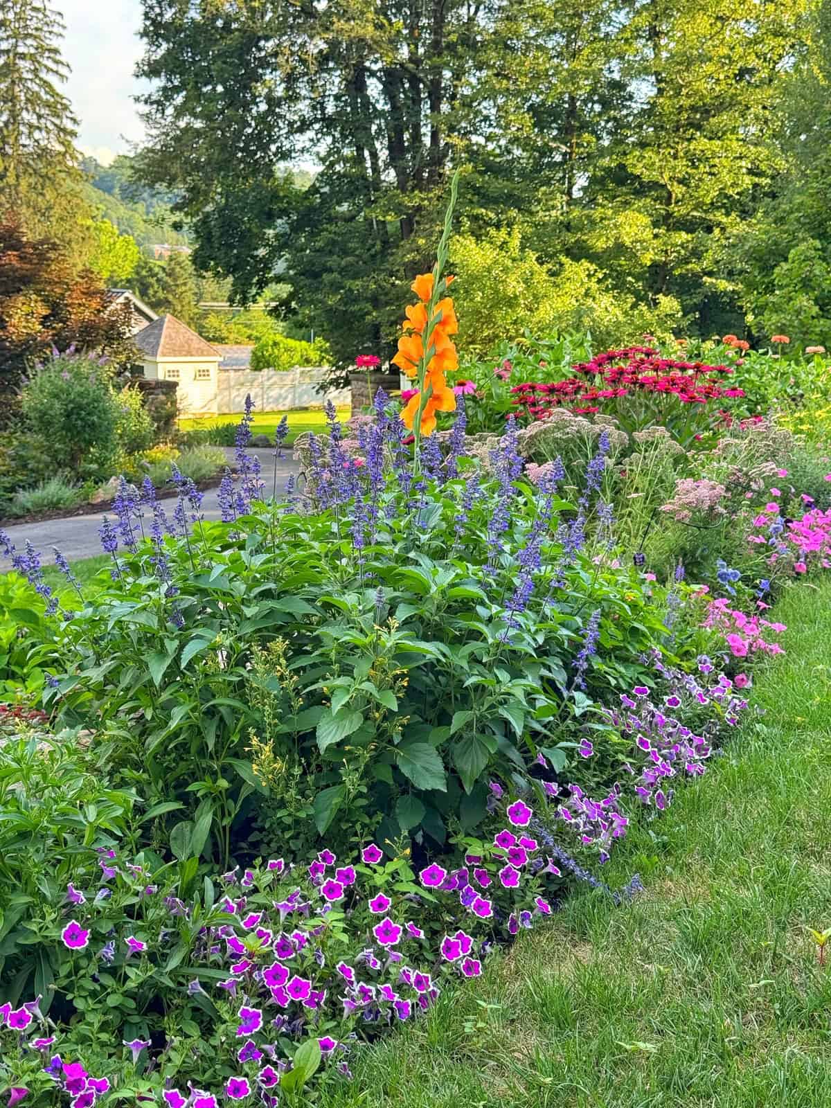 A vibrant garden bed filled with purple, pink, orange, and red flowers is bordered by a lush green lawn, with trees and a house visible in the sunlit background.