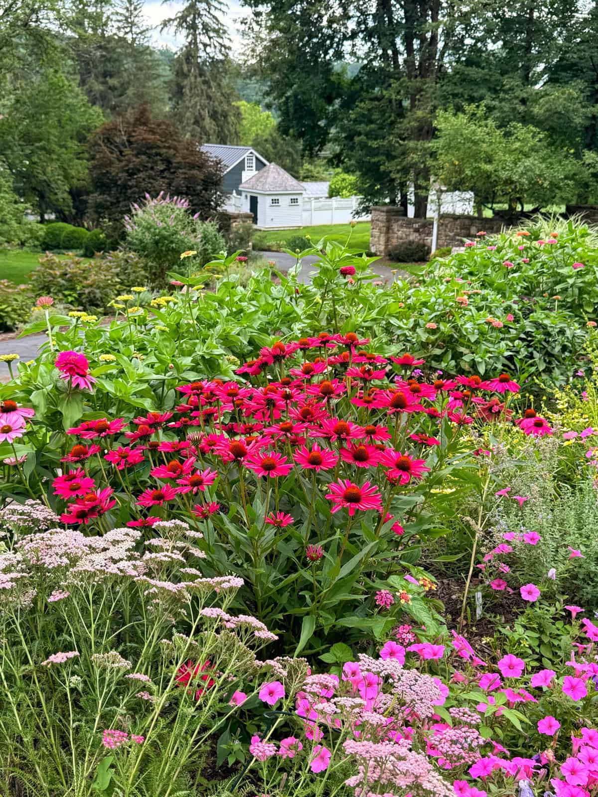 A lush garden filled with vibrant red and pink flowers, green foliage, and a house with a gray roof and white walls in the background, surrounded by trees and a white fence.