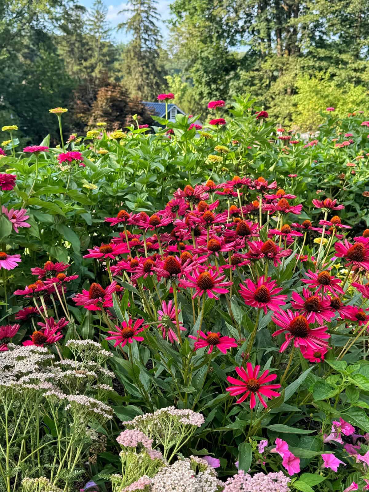 A colorful garden filled with blooming pink and magenta coneflowers, yellow zinnias, and pale clusters of yarrow, surrounded by green foliage and tall trees in the background under a bright sky.