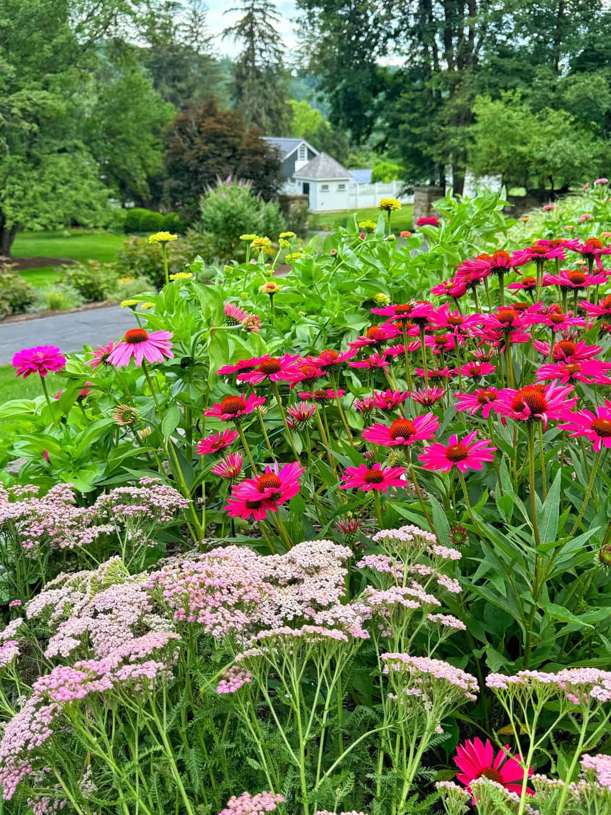 A vibrant garden with clusters of pink and magenta flowers in the foreground, lush green foliage, and a white house and trees in the background on a bright, overcast day.