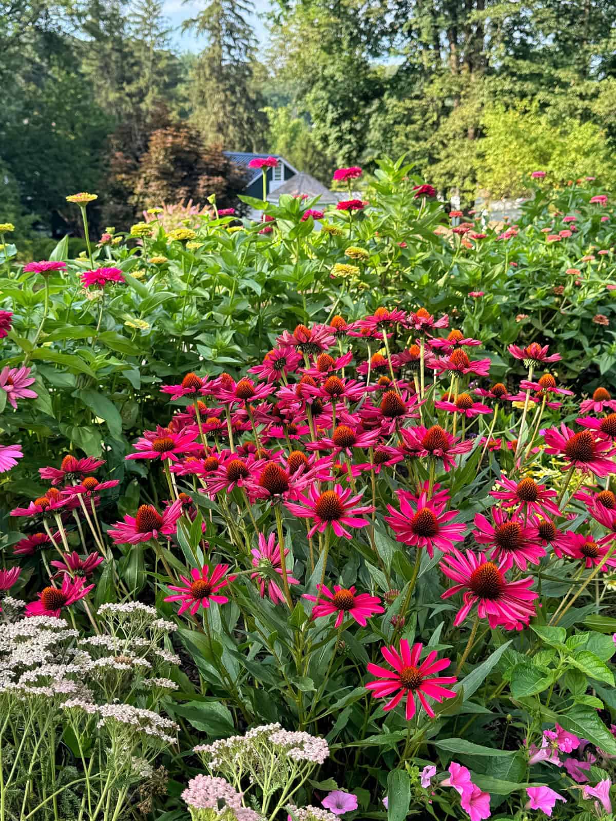 A vibrant garden filled with red and pink coneflowers, surrounded by lush green foliage and other blooming flowers, with trees and the roof of a house visible in the background.