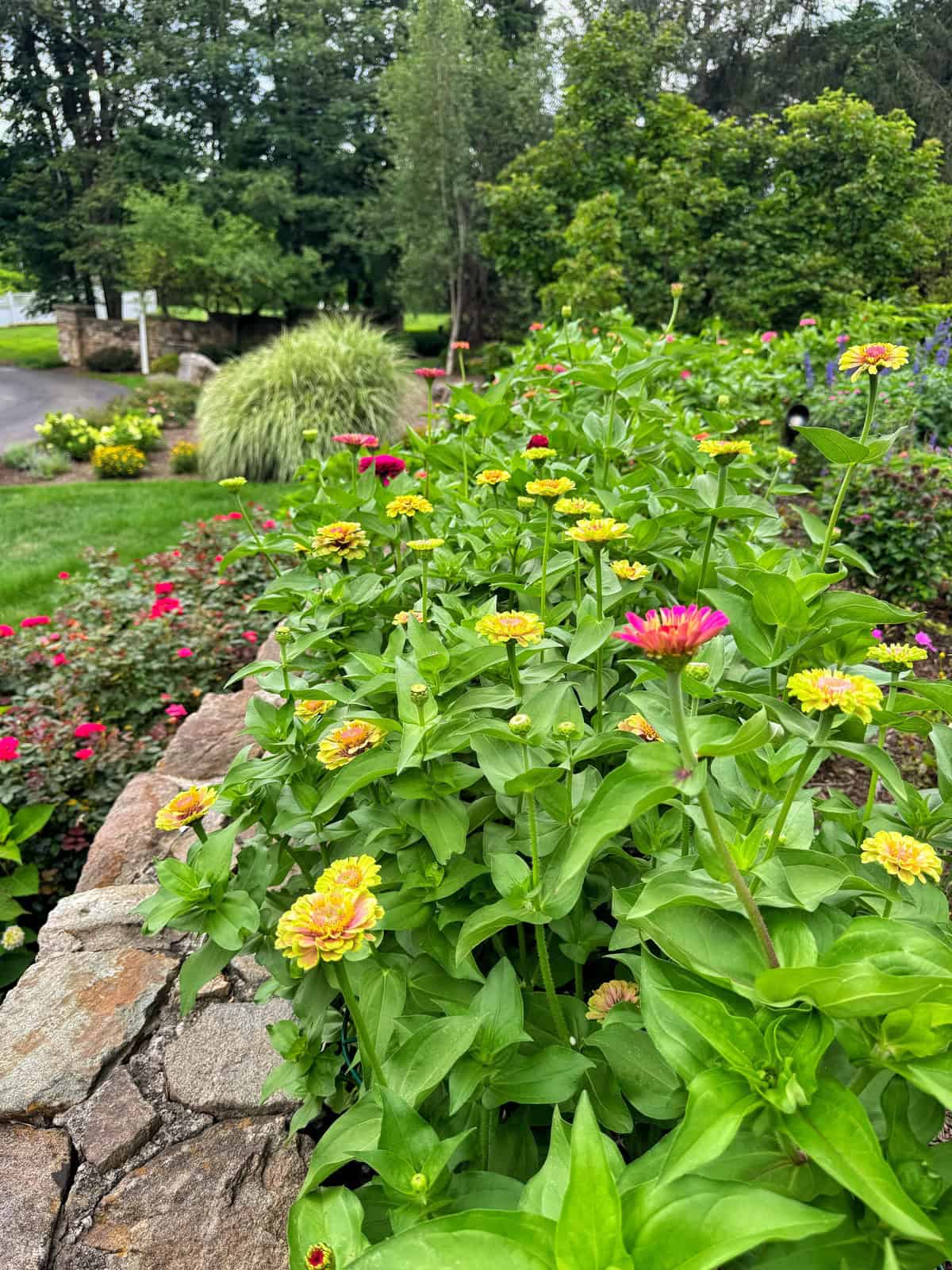 A vibrant flower bed with yellow and pink zinnias grows along a stone wall in a lush, green garden. Trees and shrubs surround the area, creating a peaceful outdoor scene.