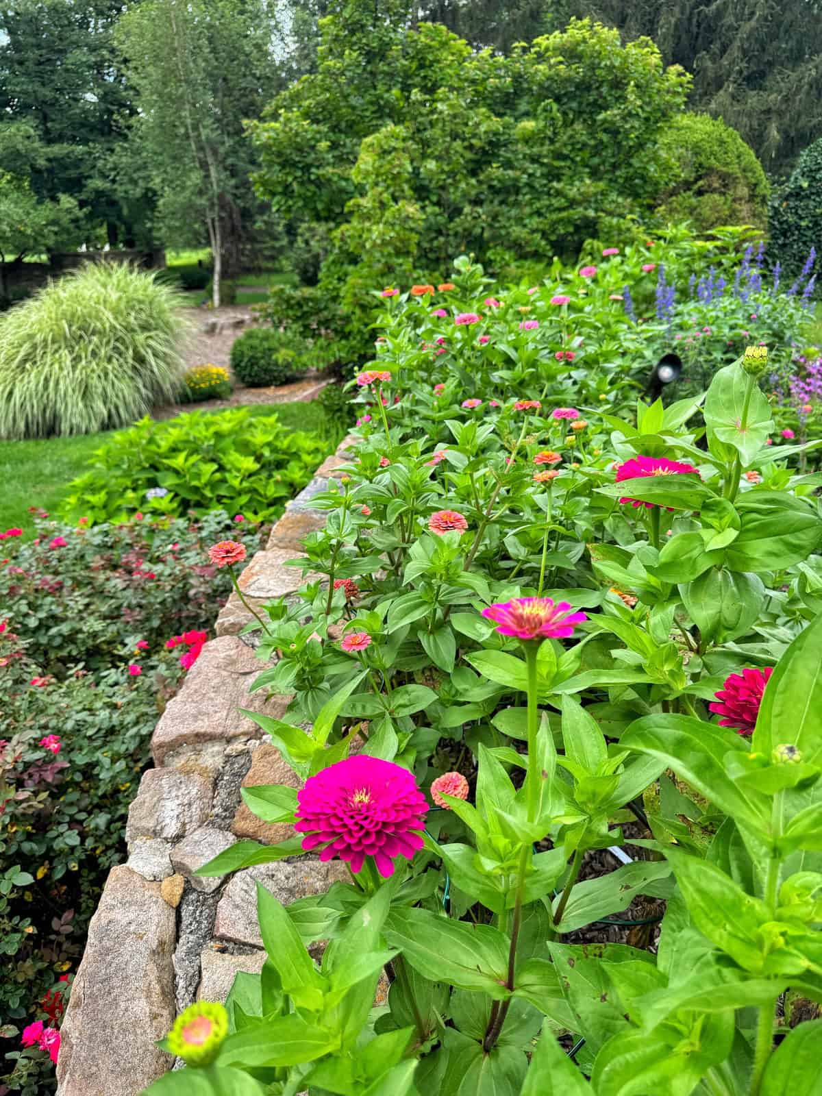 A stone wall borders a vibrant garden bed filled with bright pink flowers and lush green foliage. Trees, shrubs, and ornamental grasses create a layered, colorful background in a landscaped outdoor setting.