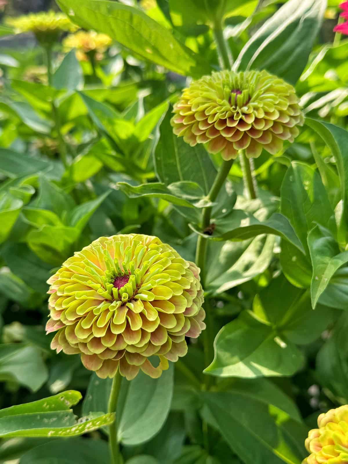 Two round, green zinnia flowers with layered petals and a hint of pink at the center, surrounded by lush green leaves in a garden setting.