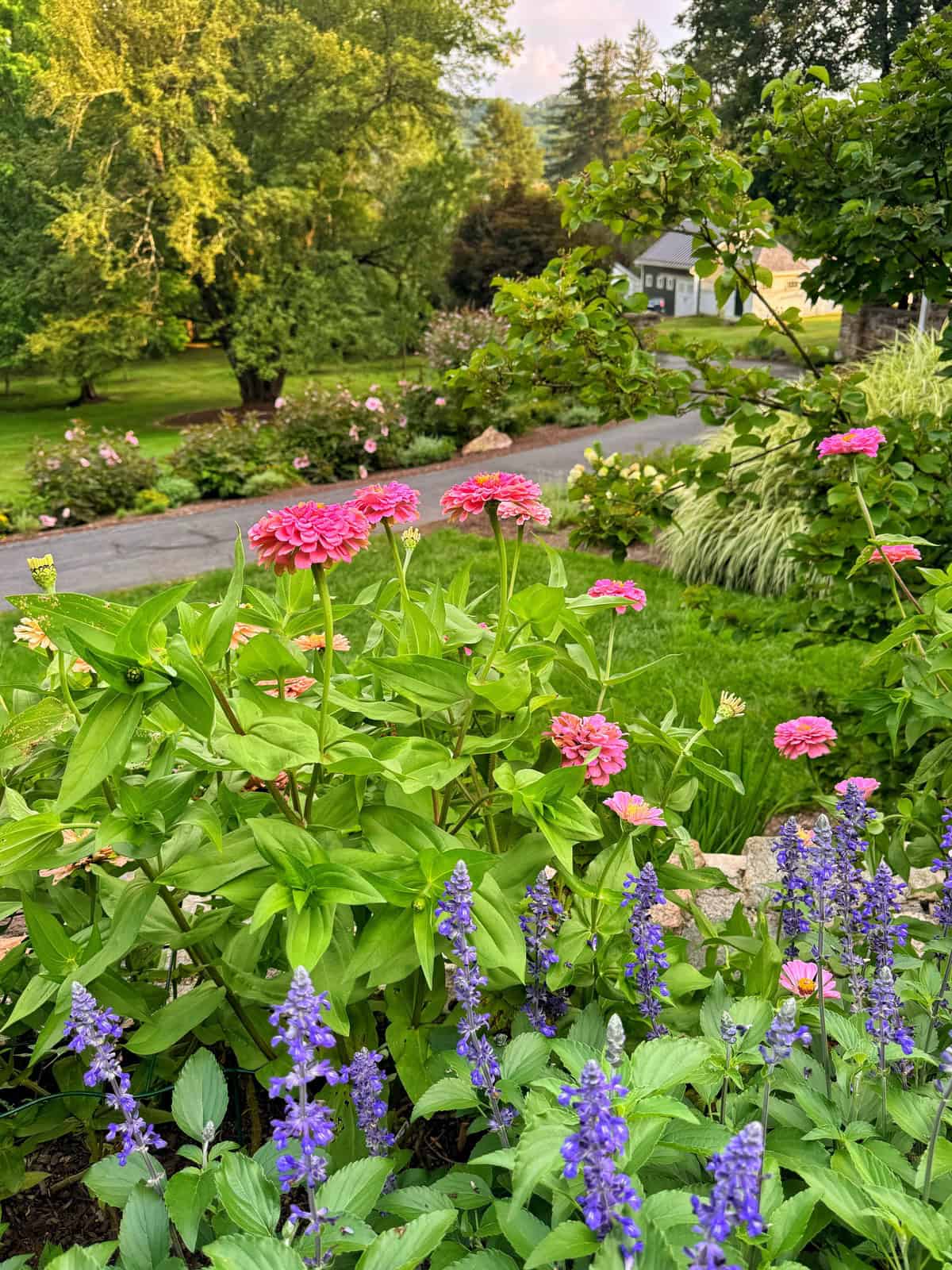 Pink and purple flowers bloom in a lush garden with green grass, trees, and a paved path in the background, along with a white house partly visible among the greenery.