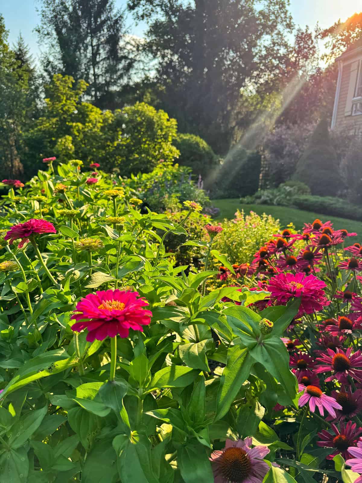 Bright pink and magenta zinnia flowers bloom in a sunlit cottage garden, with rays of sunlight streaming through green foliage and trees in the background. A house is partially visible on the right.