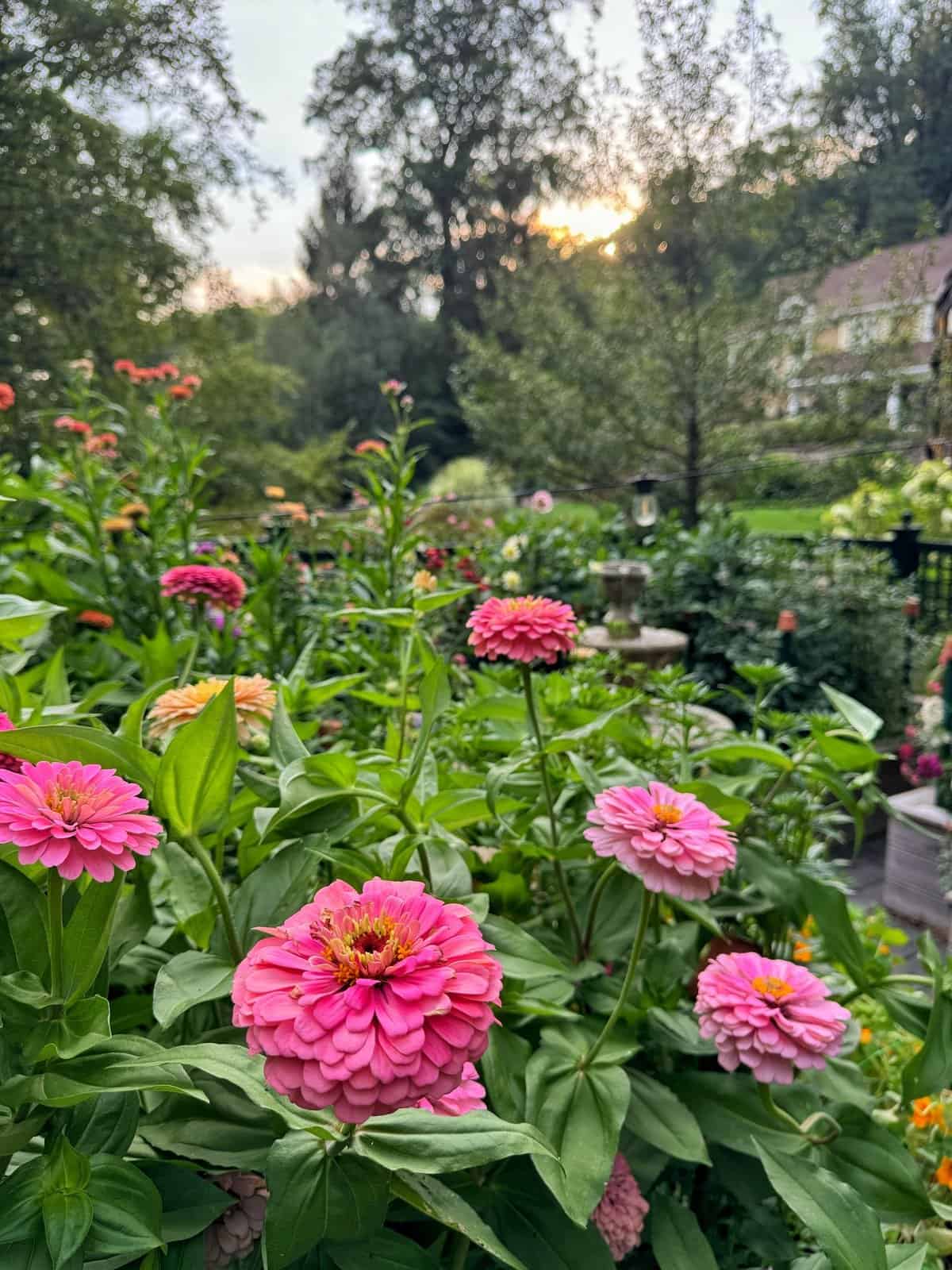 Bright pink zinnias in full bloom fill the foreground of a lush garden, with green foliage and trees in the background. The sun is setting behind the trees, casting a warm, soft light over the scene.