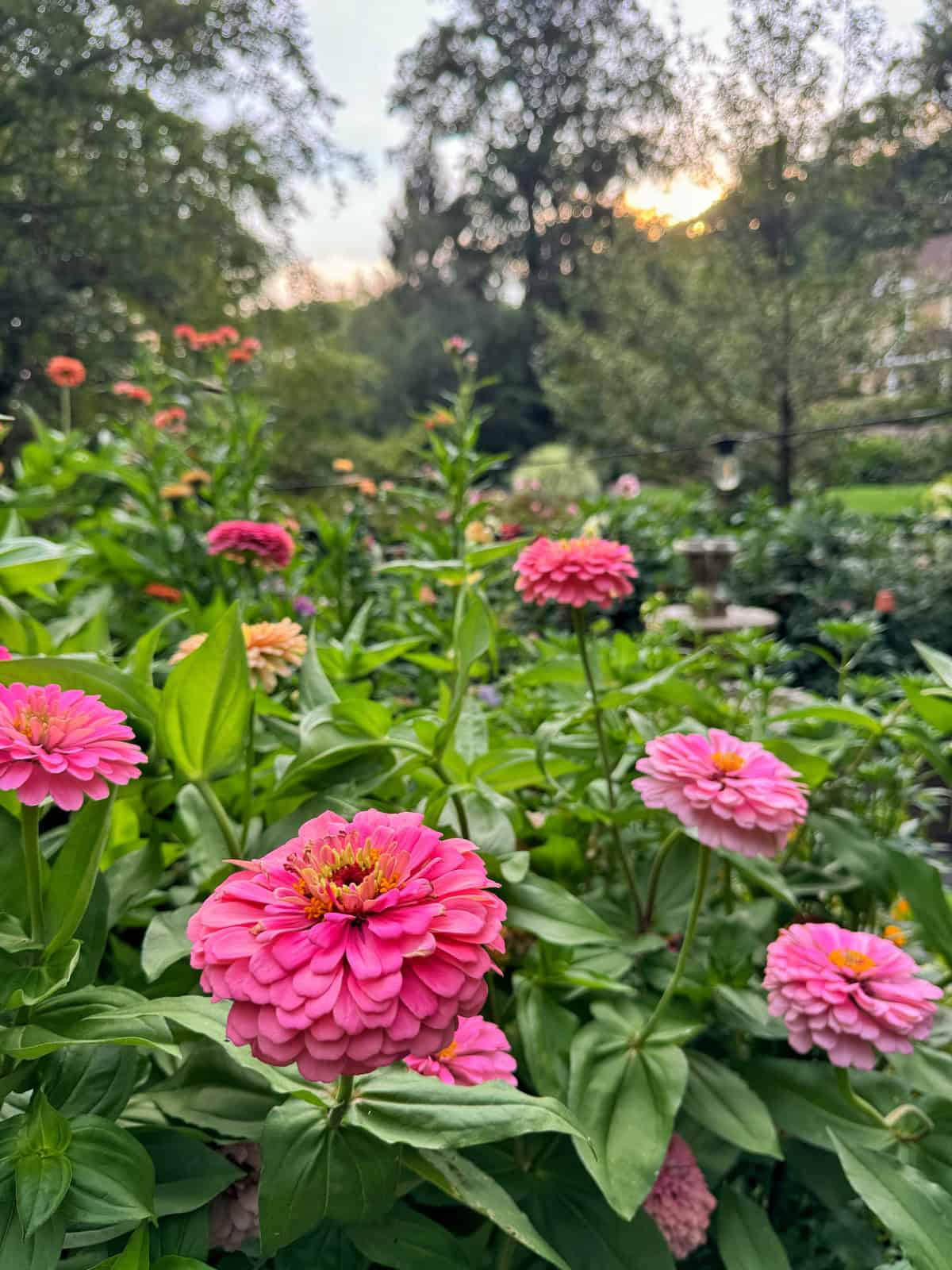 Pink zinnia flowers in full bloom with green leaves, surrounded by a lush garden under a soft, setting sun. Tall trees and blurred greenery are visible in the background.