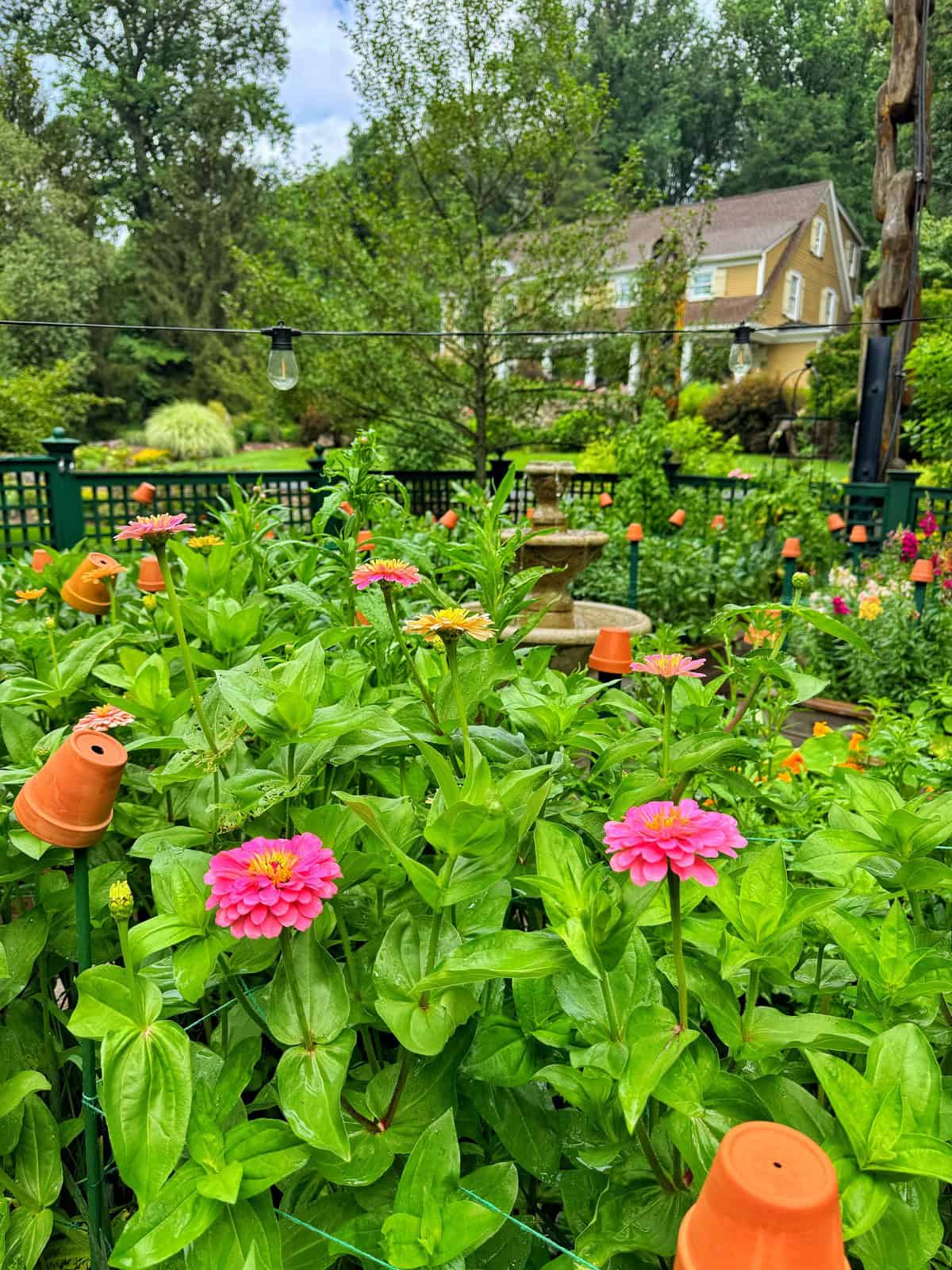 Pink and yellow zinnias bloom in a lush garden with green foliage, small terracotta pots, a stone fountain, and a yellow house in the background surrounded by trees and a wooden fence.