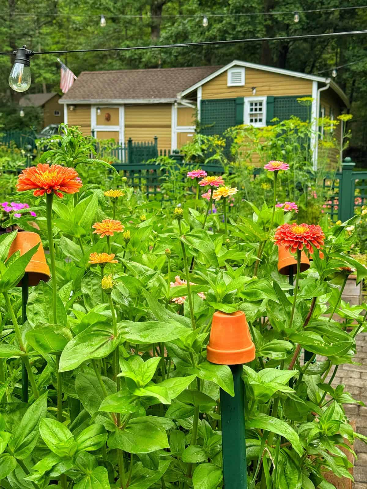 A vibrant garden with blooming orange and pink flowers, small terracotta pots on green stakes, and a yellow house with an American flag in the background surrounded by trees and string lights.