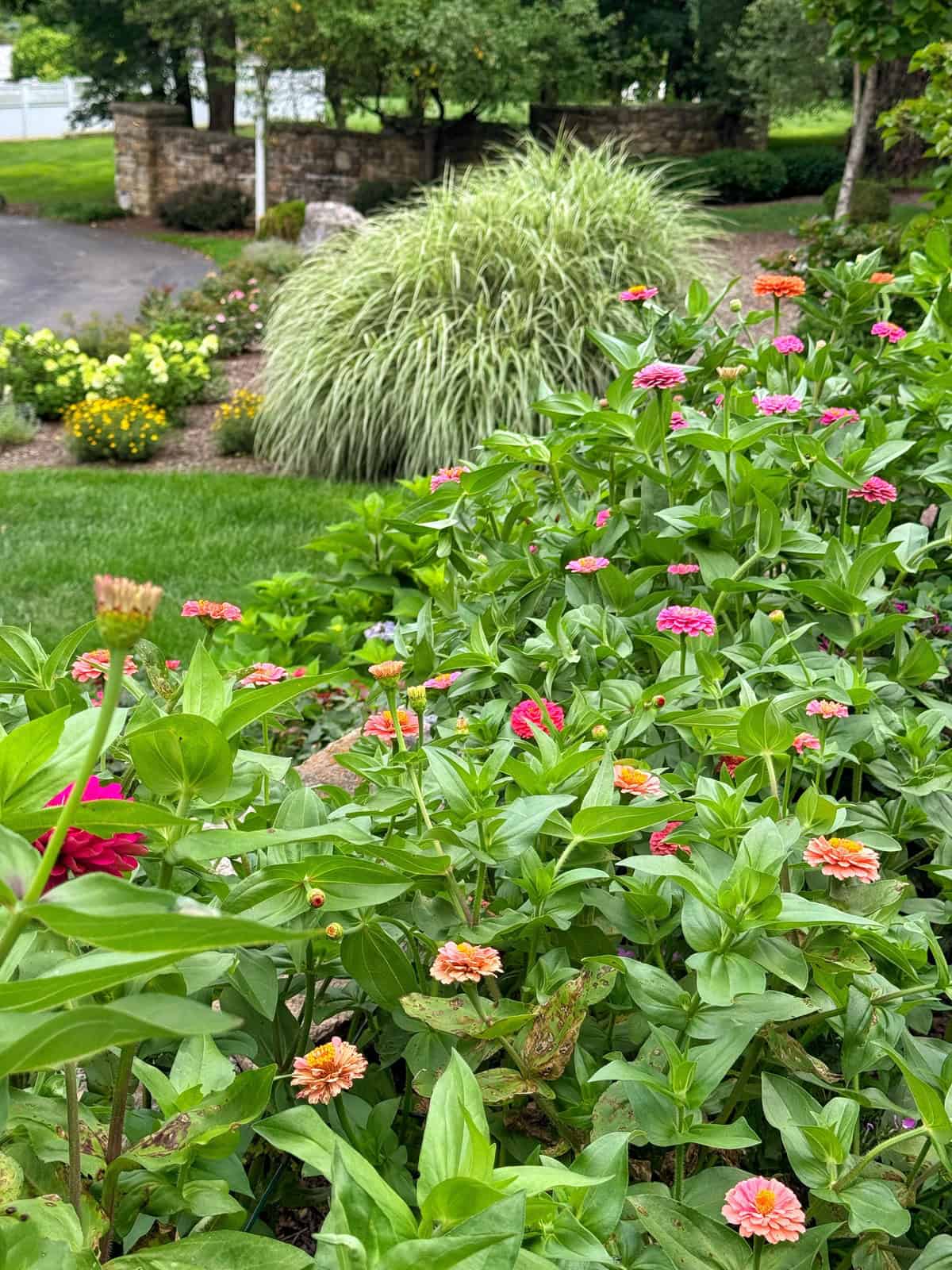 A garden with blooming pink, orange, and peach zinnias in the foreground, green ornamental grass in the middle, and more yellow flowers and trees in the background on a cloudy day.
