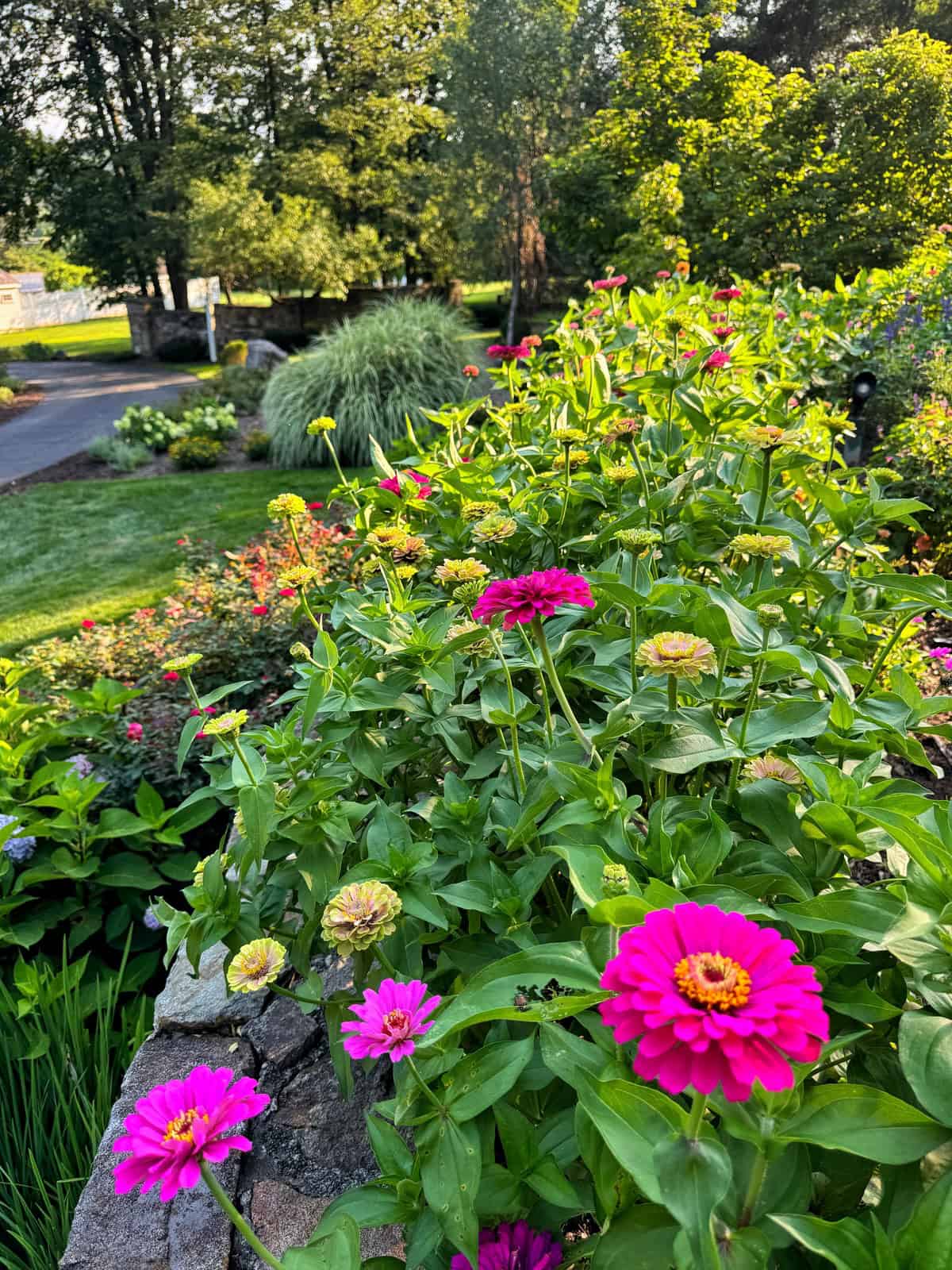 A lush garden bed filled with vibrant pink and yellow zinnias in full bloom, bordered by greenery, with trees and a road visible in the sunny background.