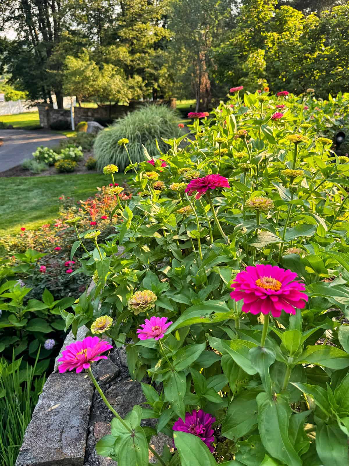 A garden scene with vibrant pink and yellow zinnias in the foreground, lush green foliage, and trees in the background, with sunlight illuminating parts of the landscape.