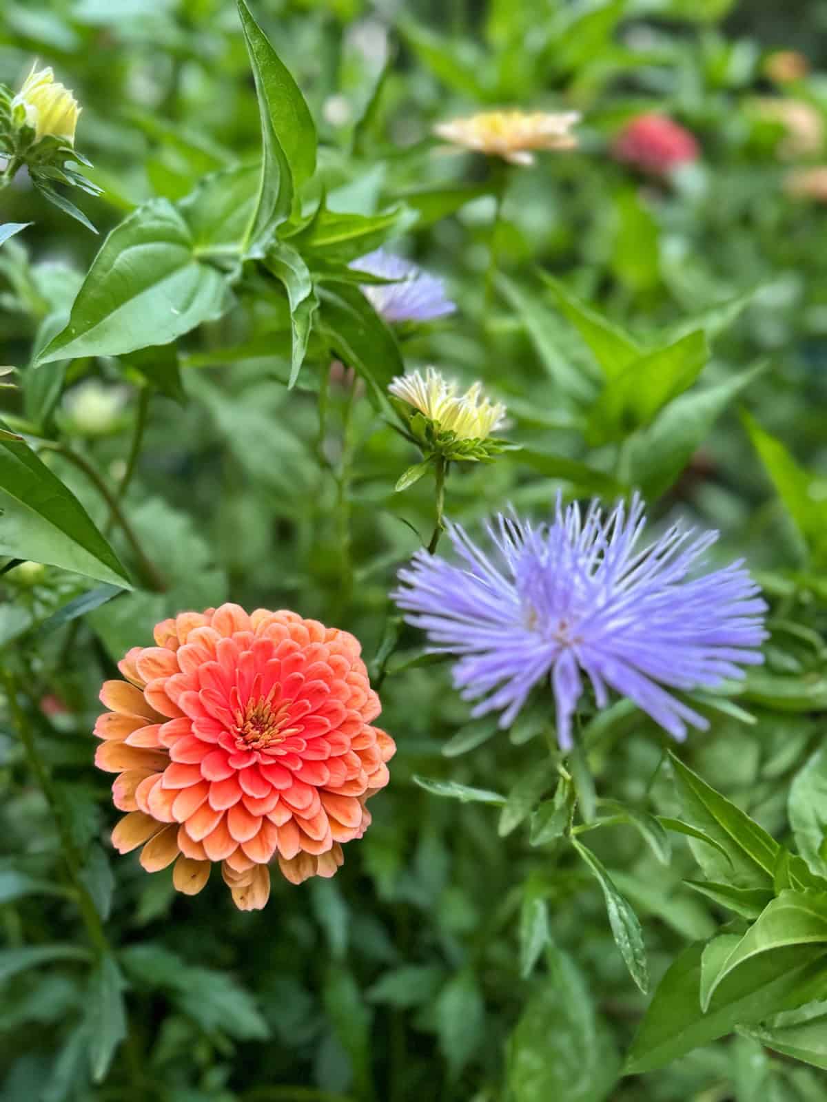 Bright orange and purple flowers bloom among lush green leaves, with more colorful flowers visible in the blurred background.