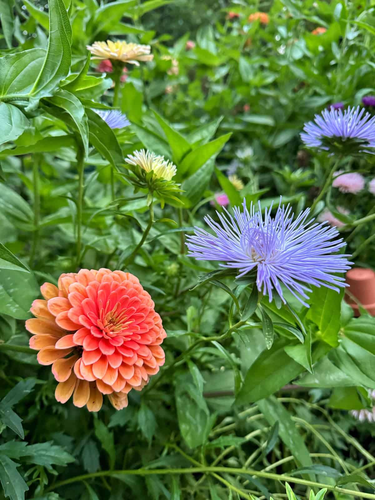 Colorful garden scene with a round orange flower and a spiky purple flower in the foreground, surrounded by green leaves and more flowers in various colors in the background.