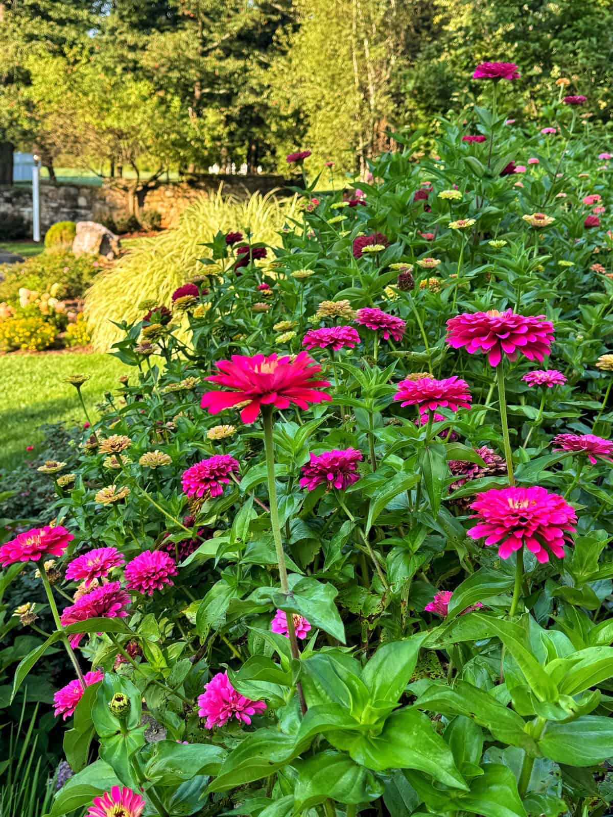 Bright pink zinnia flowers blooming amid lush green foliage in a garden, with sunlight illuminating the vibrant scene and trees visible in the background.