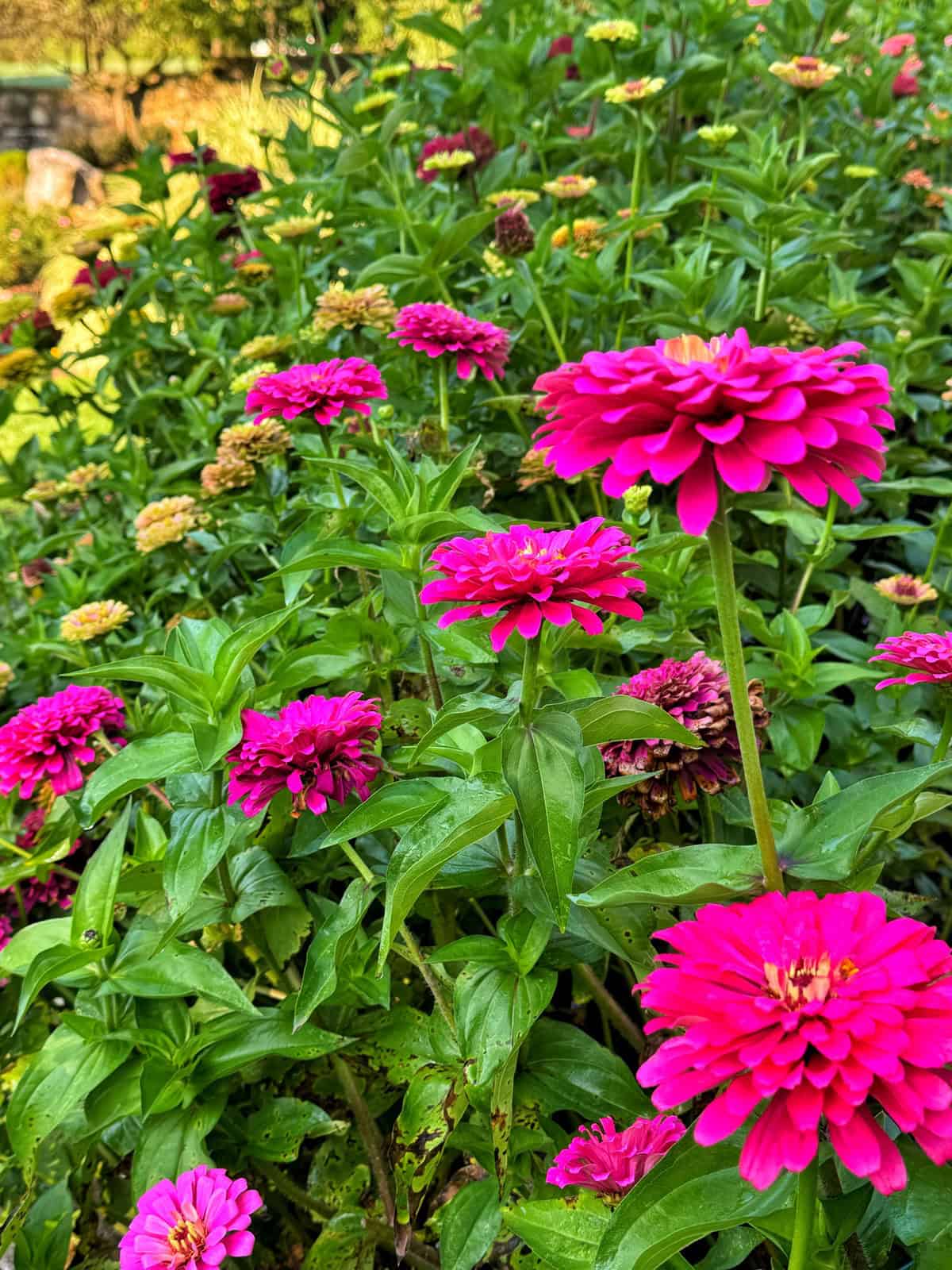 Bright pink zinnias bloom among green leaves in a lush garden, with more flowers and foliage in the background under natural sunlight.