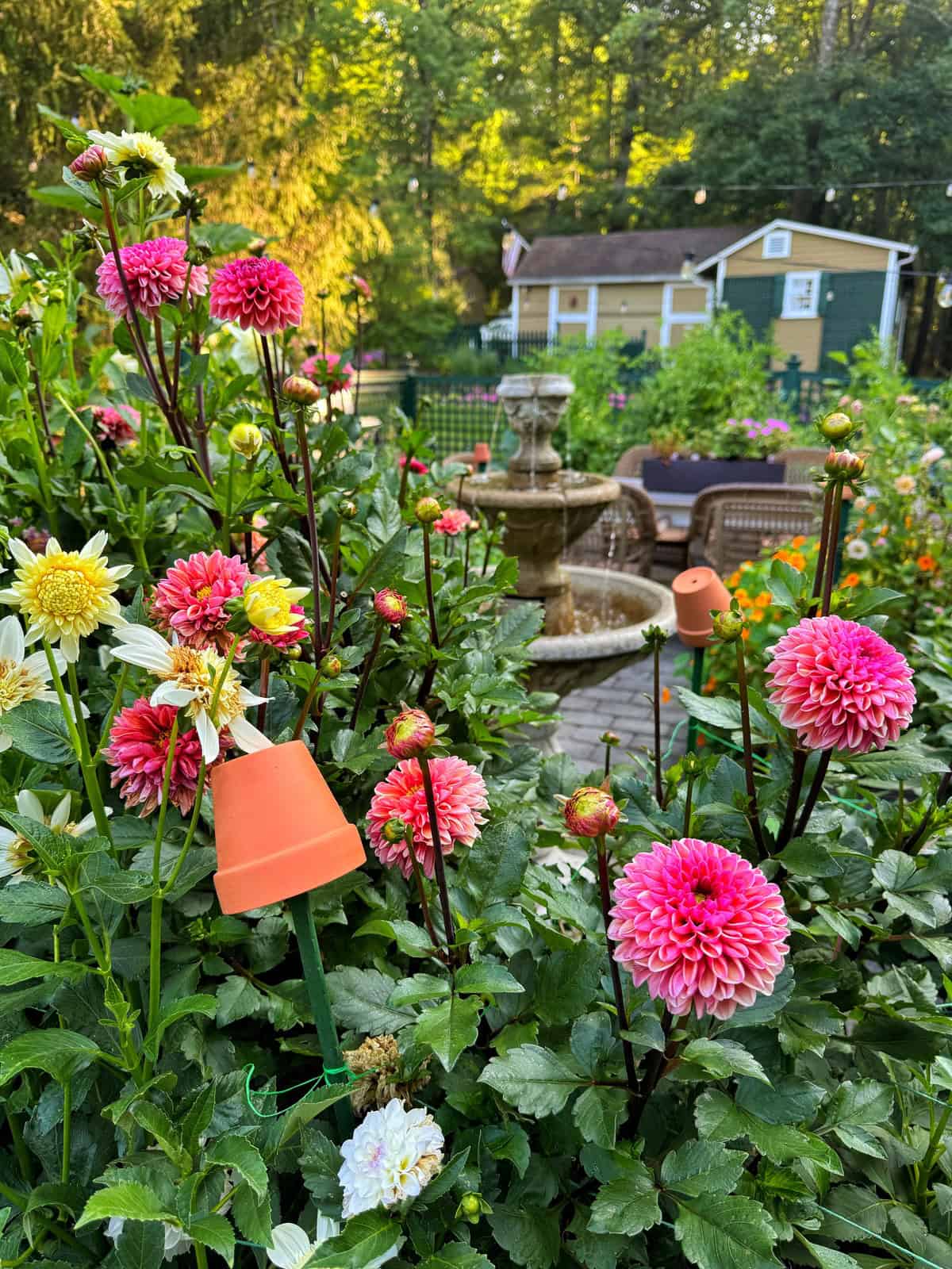 A vibrant garden with pink and yellow dahlias in the foreground, a small water fountain, patio chairs, and a green shed with white trim in the background, surrounded by lush greenery.